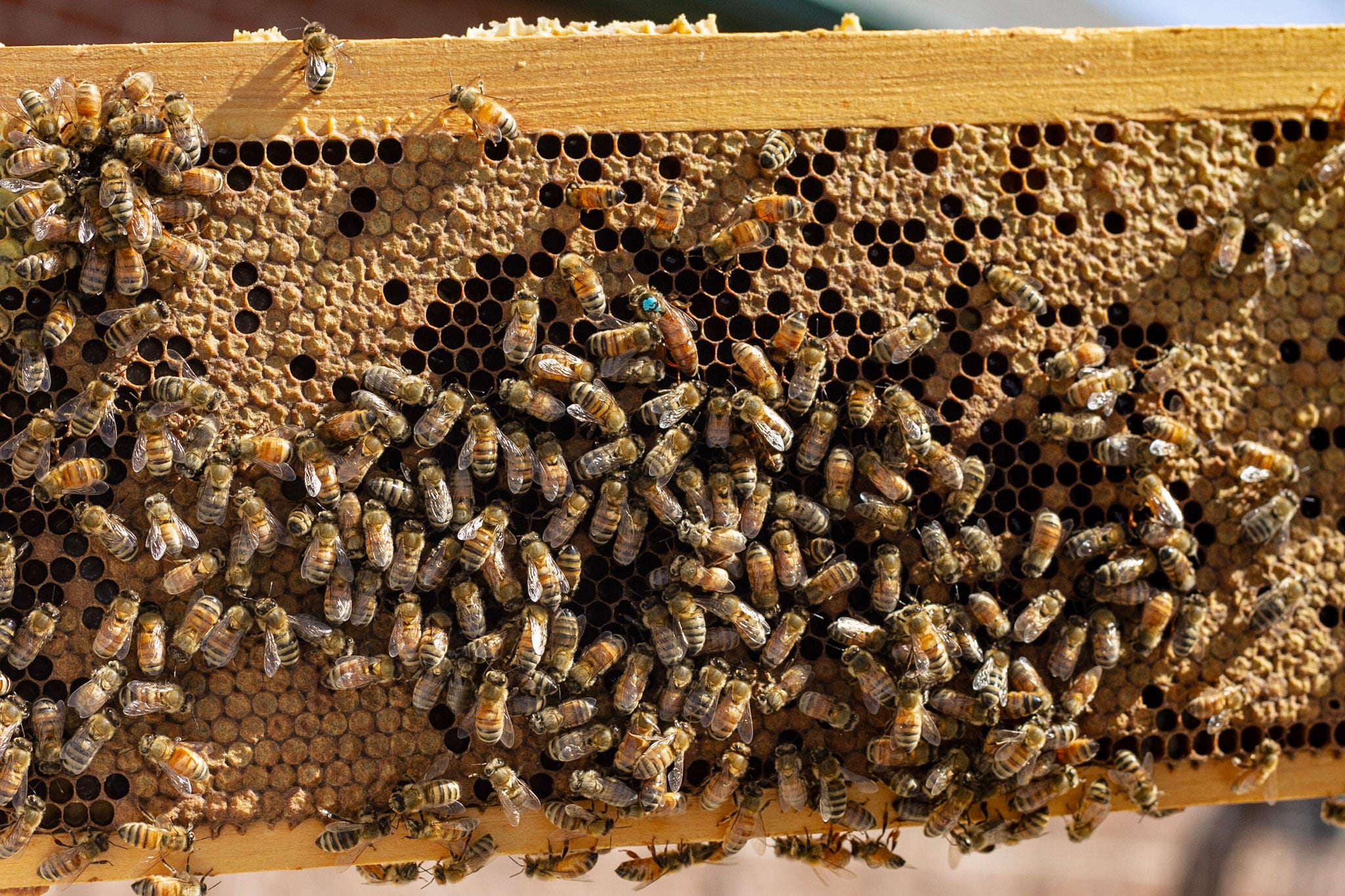 Beekeepers seek to inform Pueblo residents about bee swarming