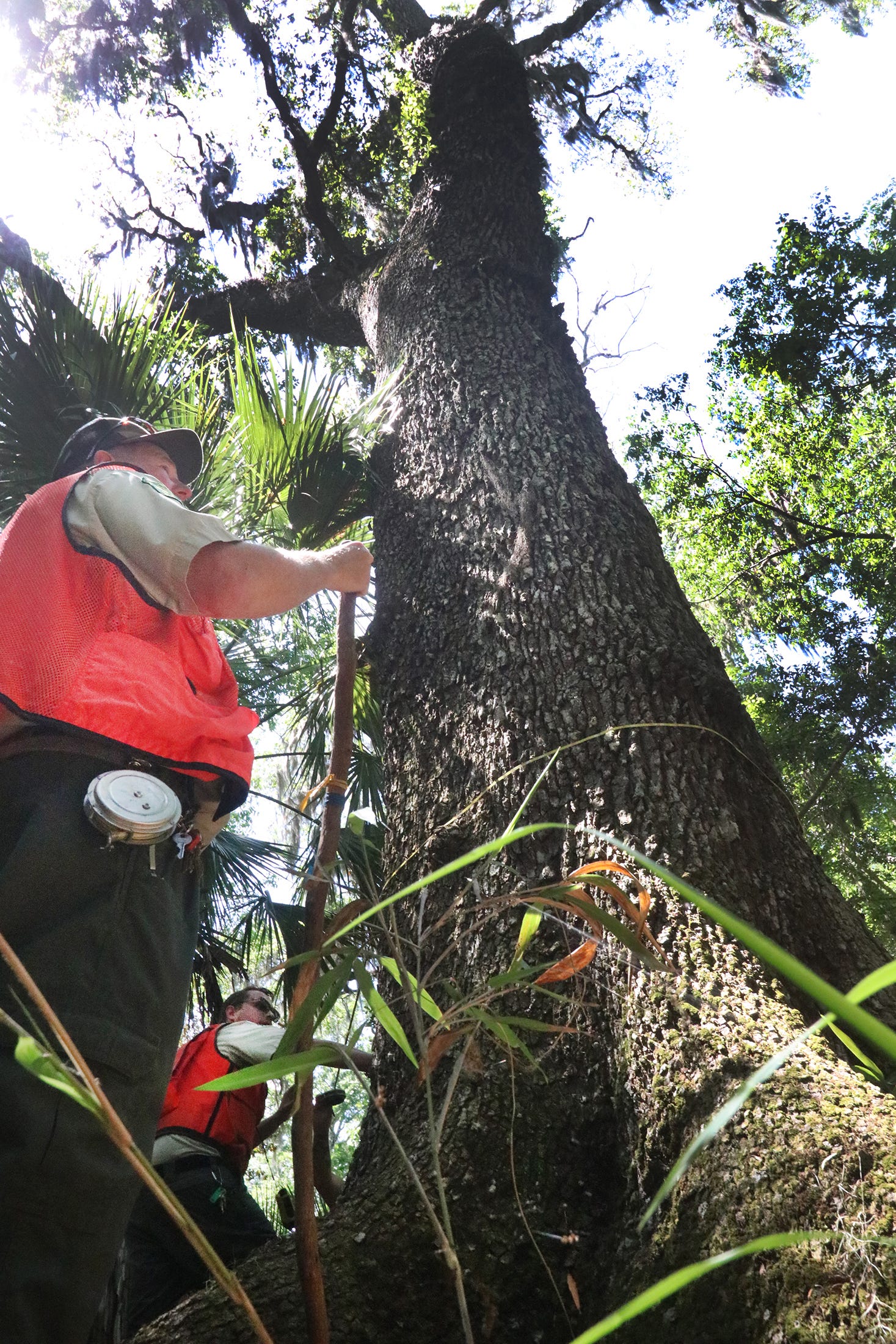 One Of Florida S Largest Oak Trees Discovered In Ormond Beach Forest   1333a9b1 F1d7 4149 B56b 37eea197567c DTB OAK TREE ORMOND 8 