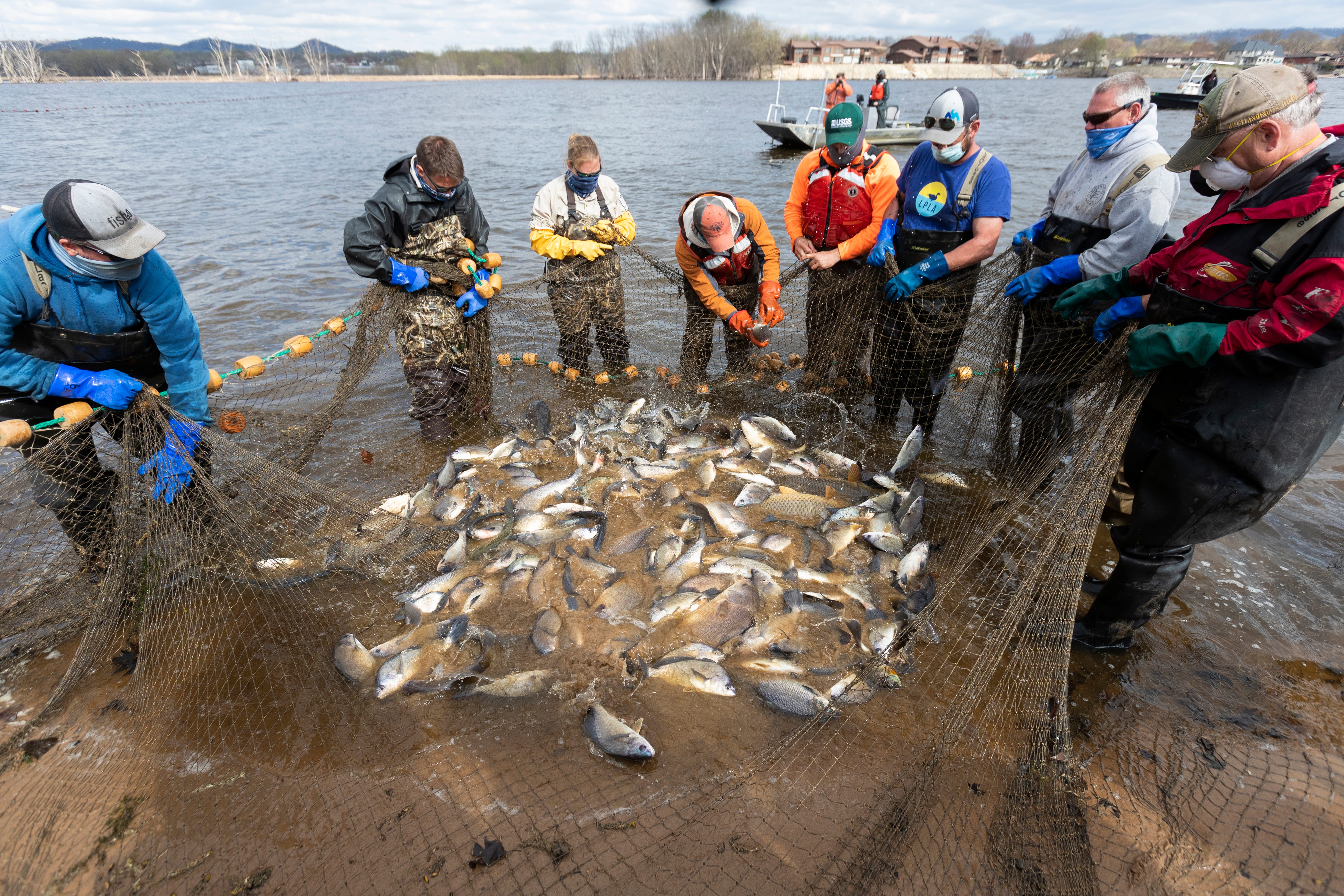 asian carp invasive species