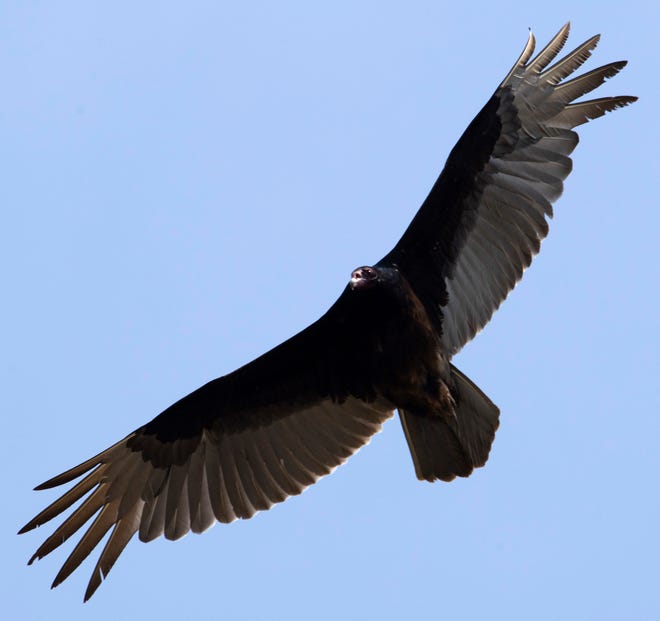 Vultures are attacking livestock. Purdue researchers want to know why.
