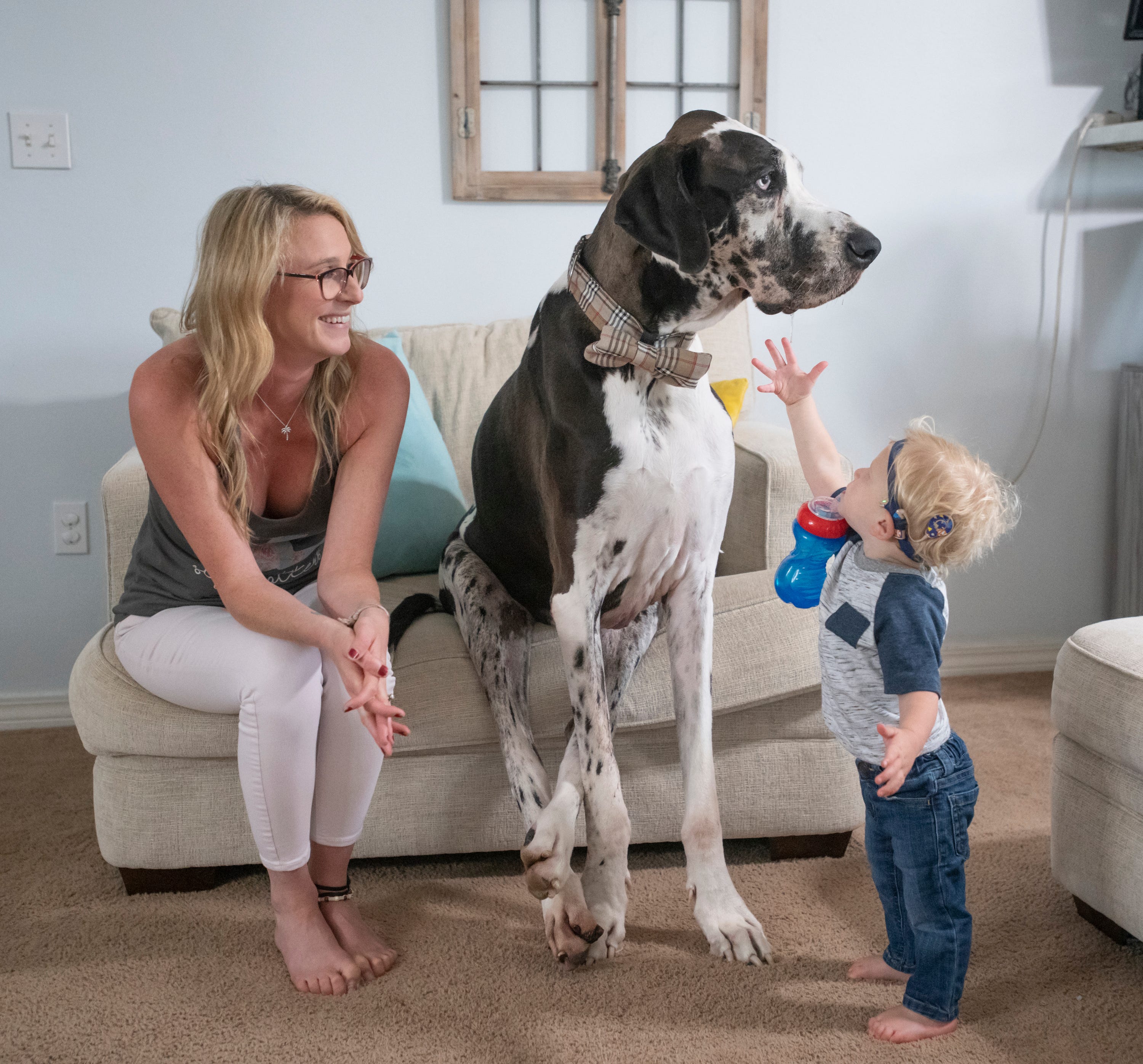 World s tallest dog Guinness World Records honors Zeus the Great Dane