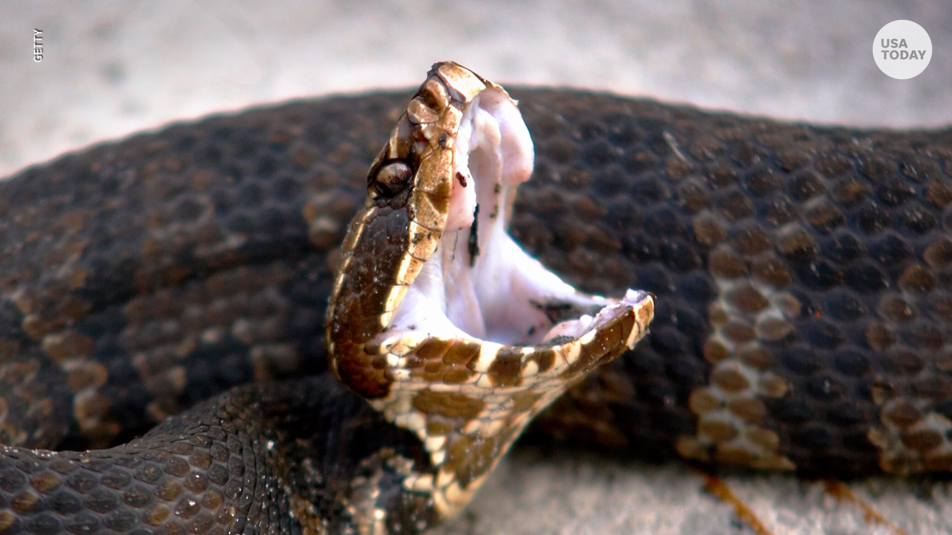 Experts Provide Tips About Handling Snakes That Get Inside Your Home
