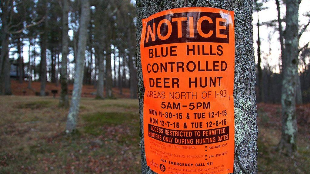 Driscoll files bill that would bring changes to Blue Hills deer hunt