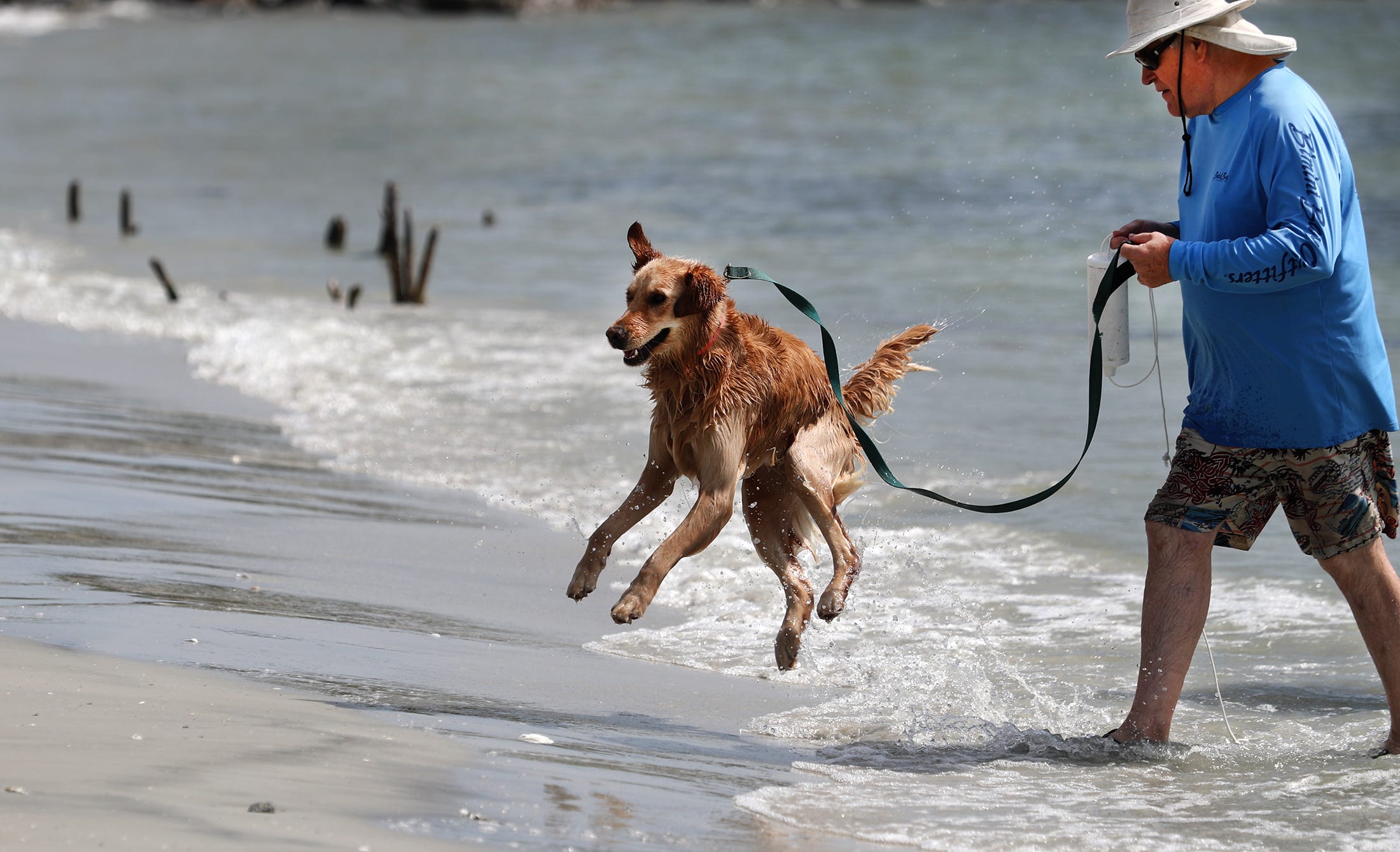 can dogs be on daytona beach