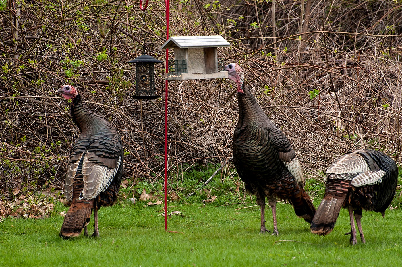 bird seed for turkeys