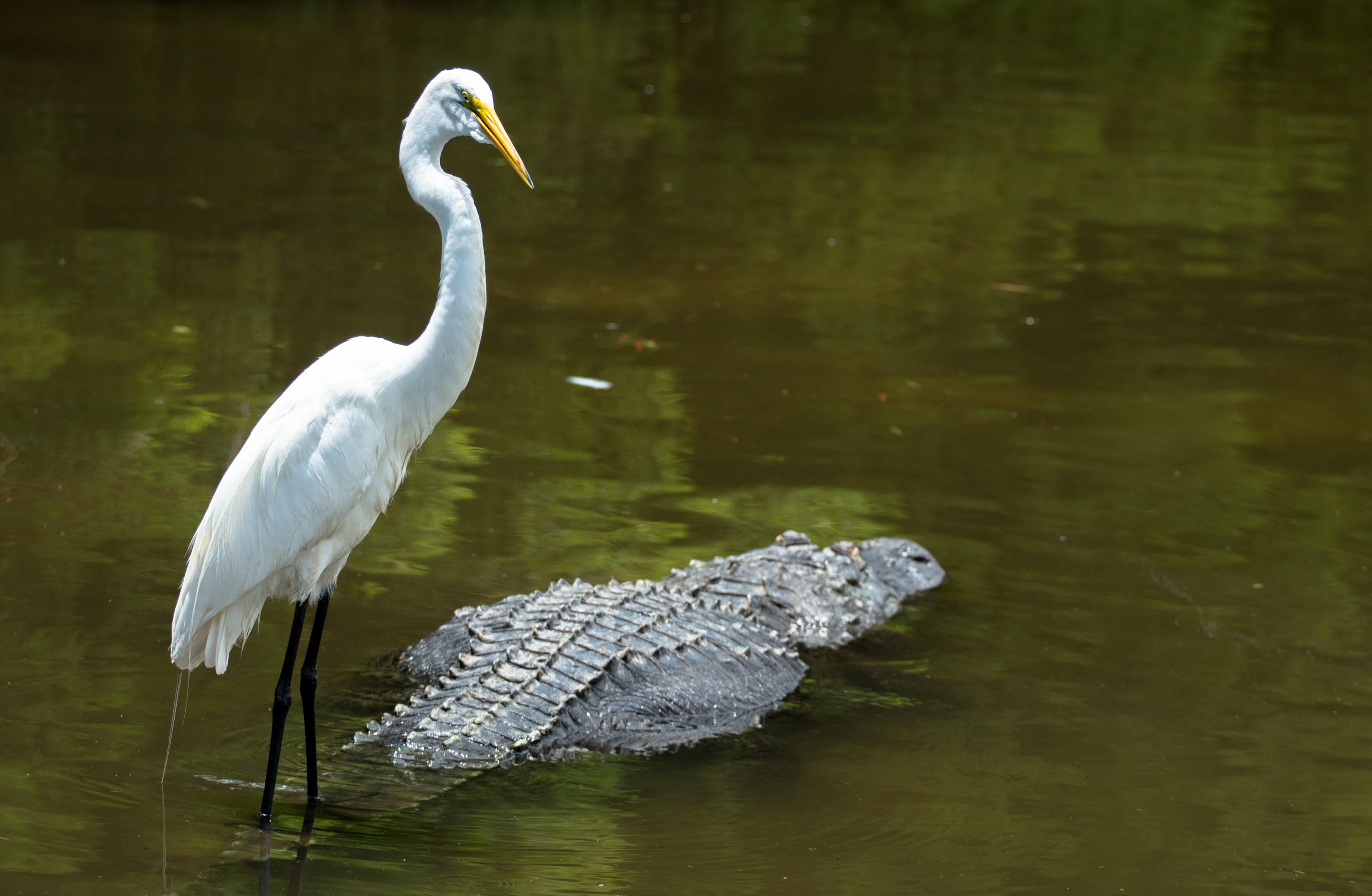 Ecoviews: Why do birds perch on alligators?
