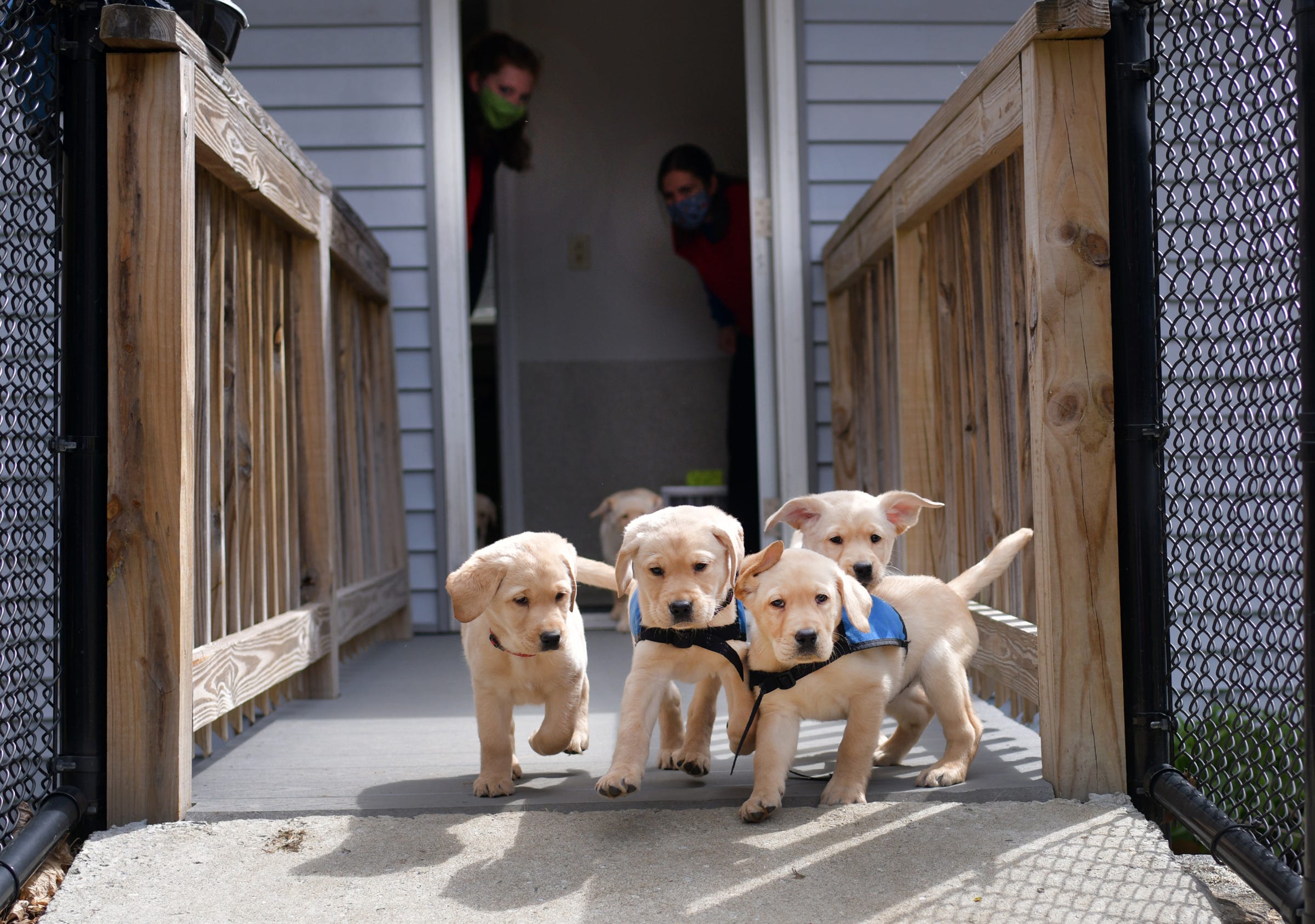 are labs working dogs