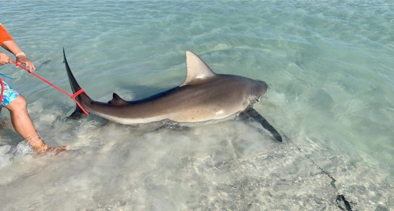 Massive nearly 9foot bull shark caught, released on Pensacola Beach