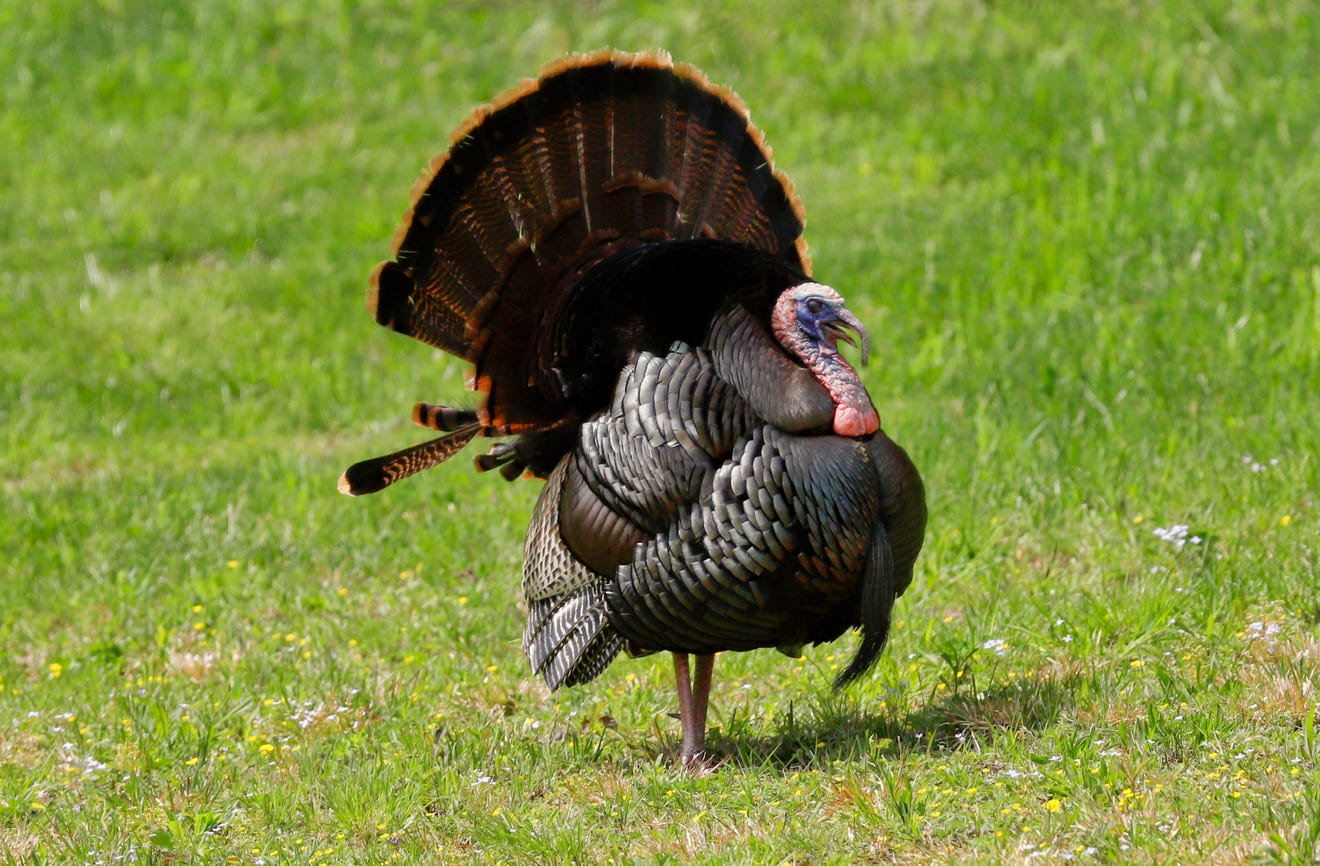 Outdoors First week of Ohio spring turkey hunting season