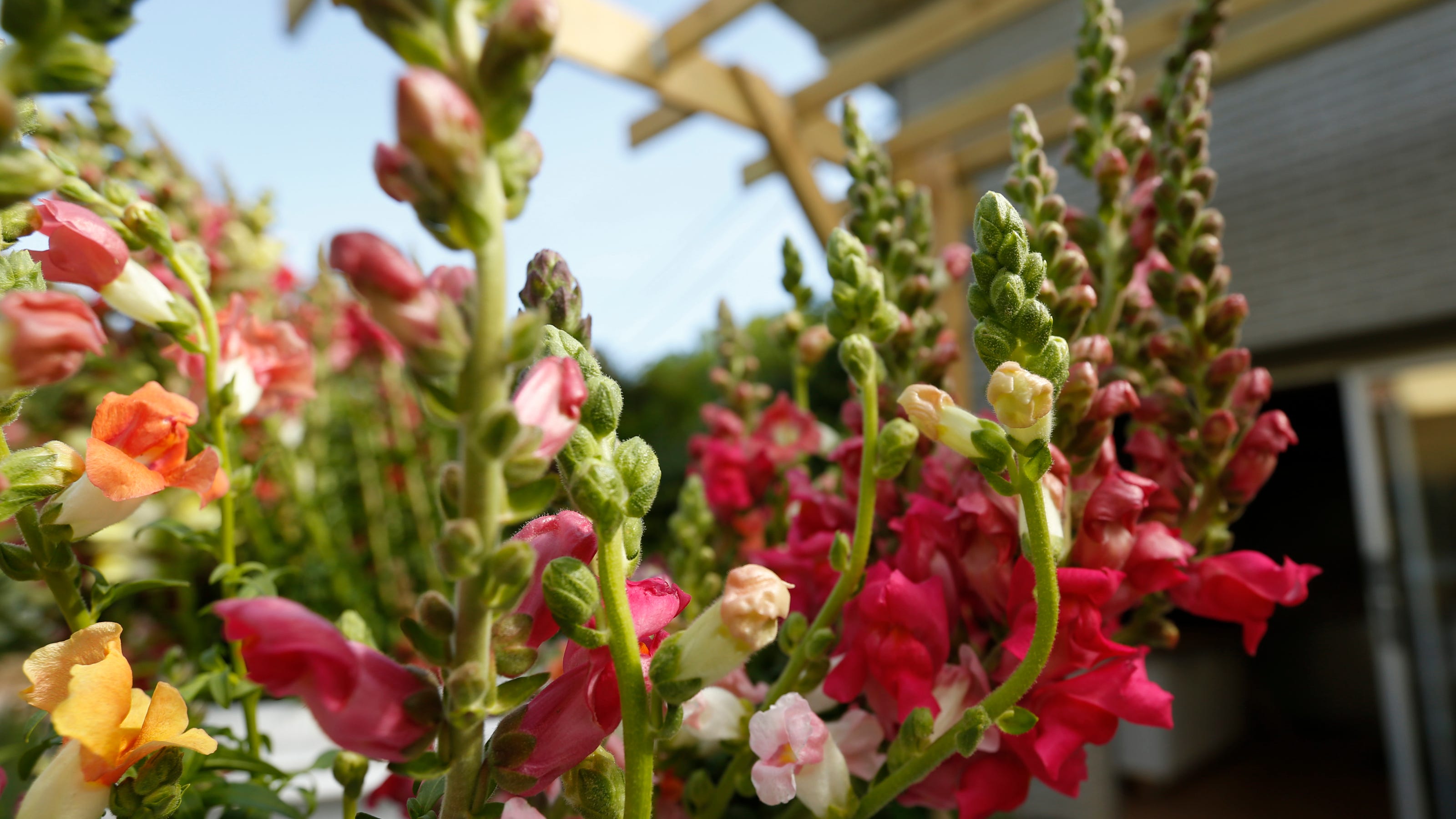 Secret Athens Flower Farm Brings Color Urban Farming To Neighborhood