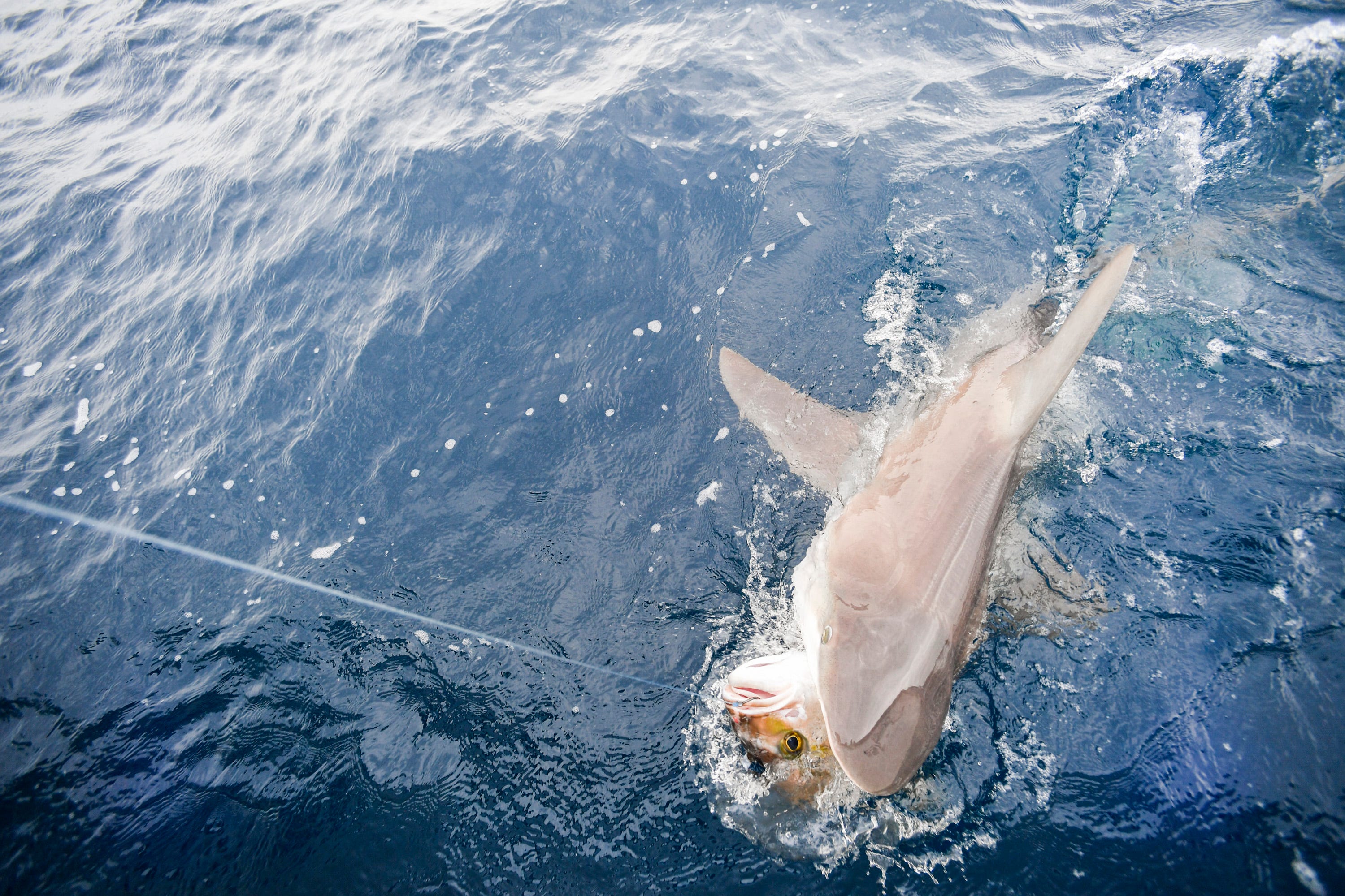 FWC to discuss sharks taking catches & allowing goliath grouper fishing