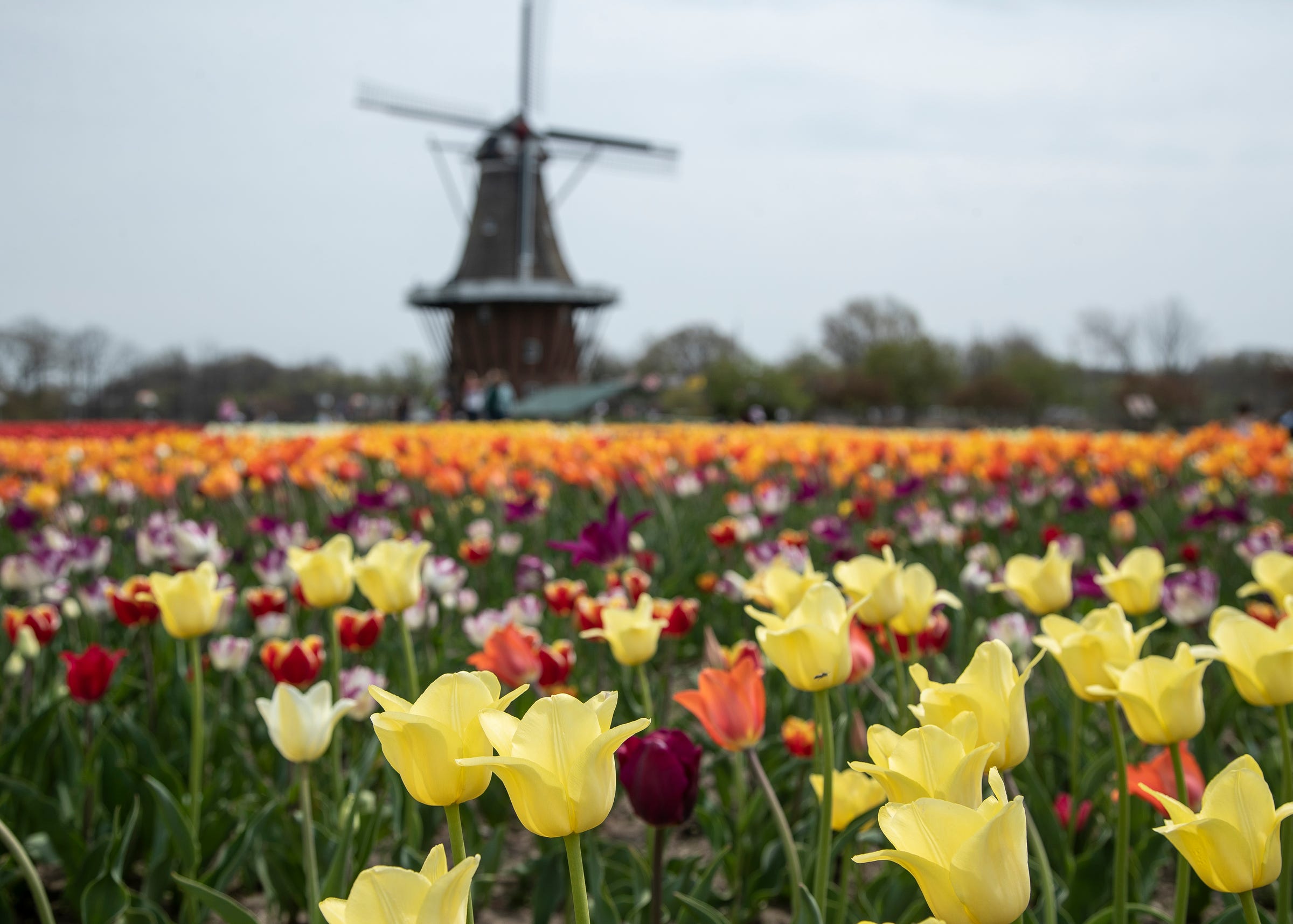 Everything you need to know about the 2021 Tulip Time festival