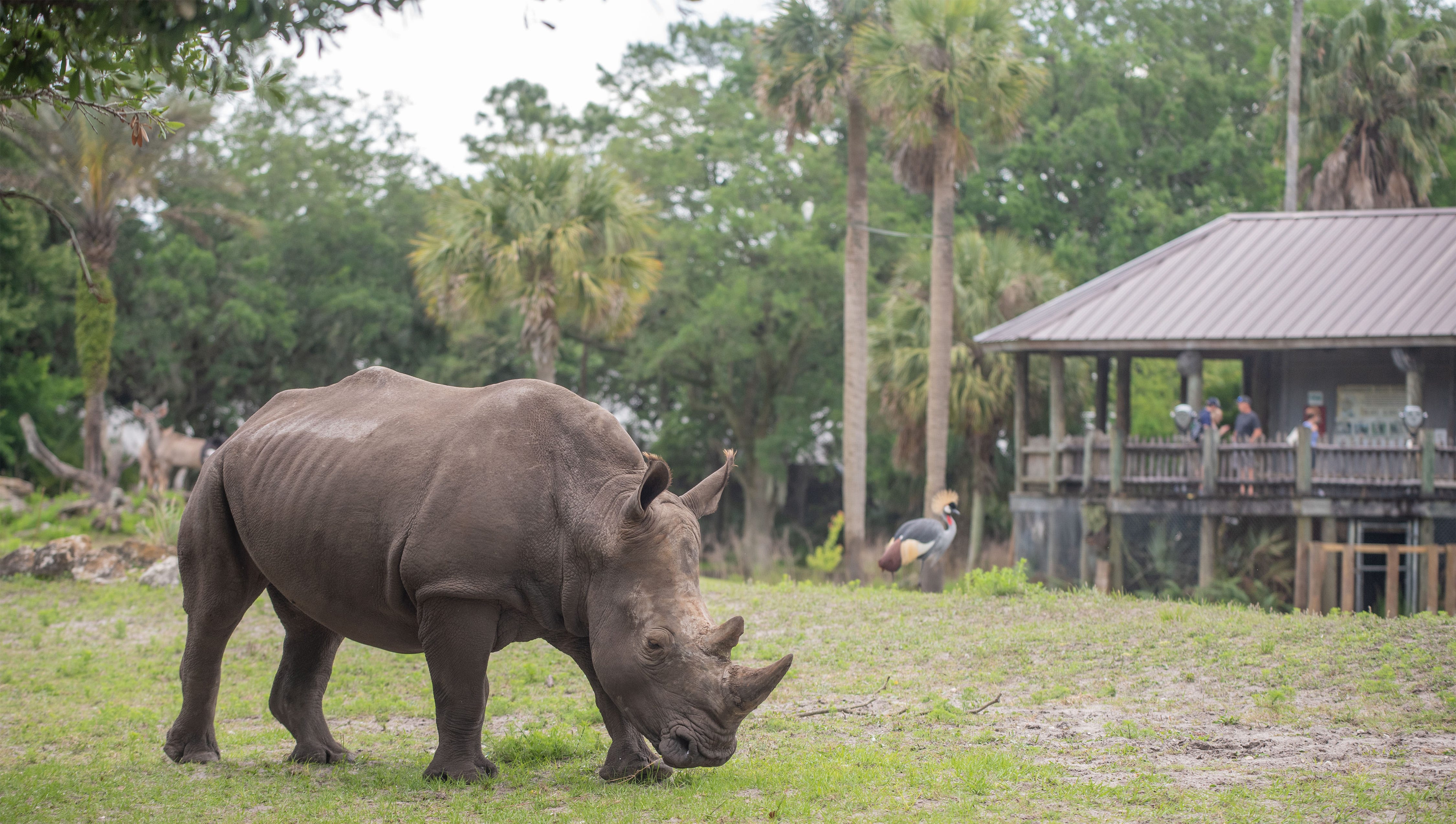 southern white rhinoceros