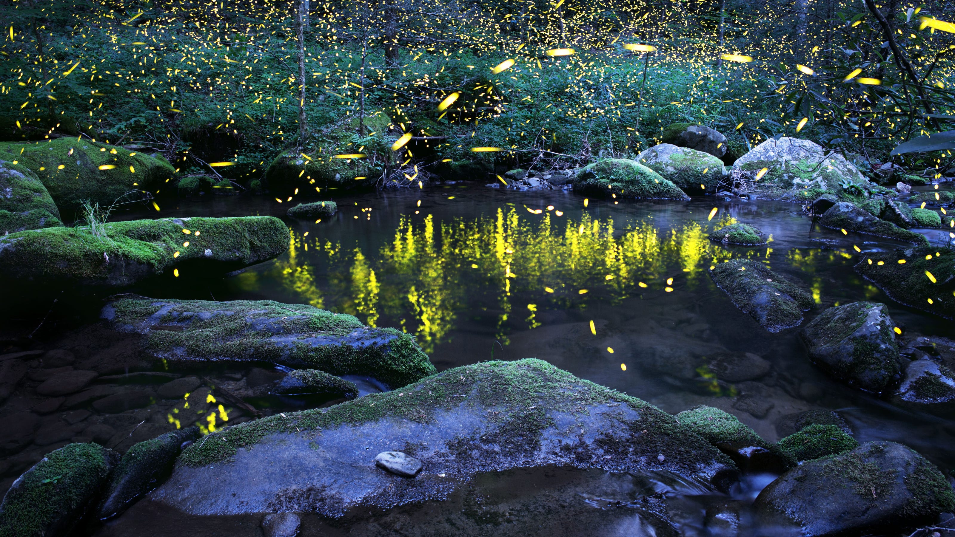 Word from the Smokies: Synchronous fireflies light up the night