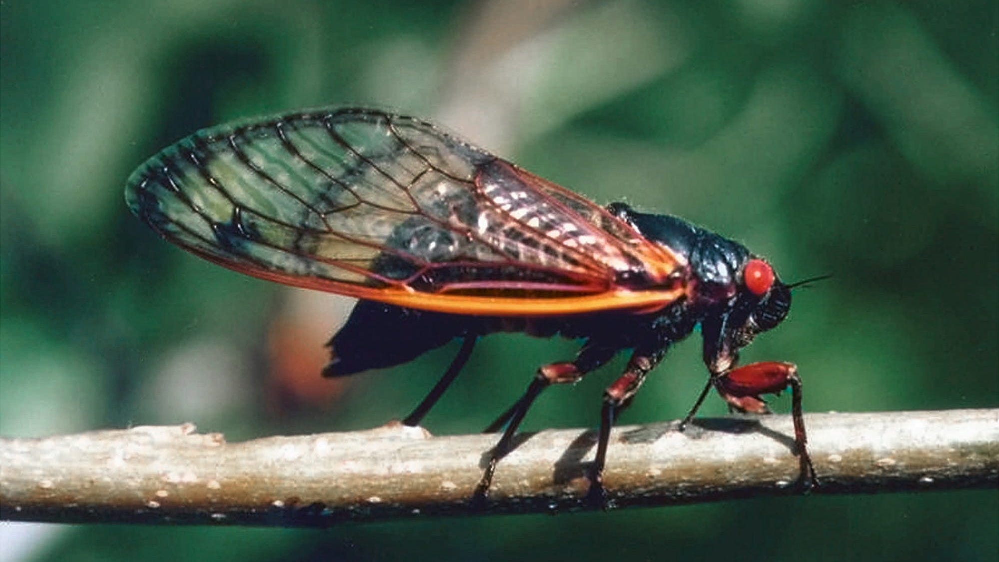 The cicadas are coming! Here's what to expect