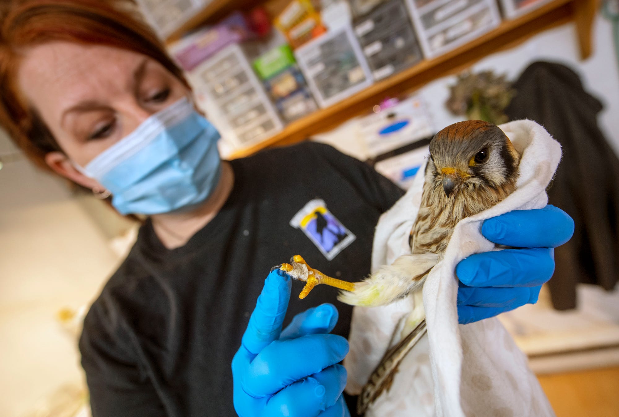 Animal Rescue: Wildlife Rehabilitator Gives Her Life To Eagles And More