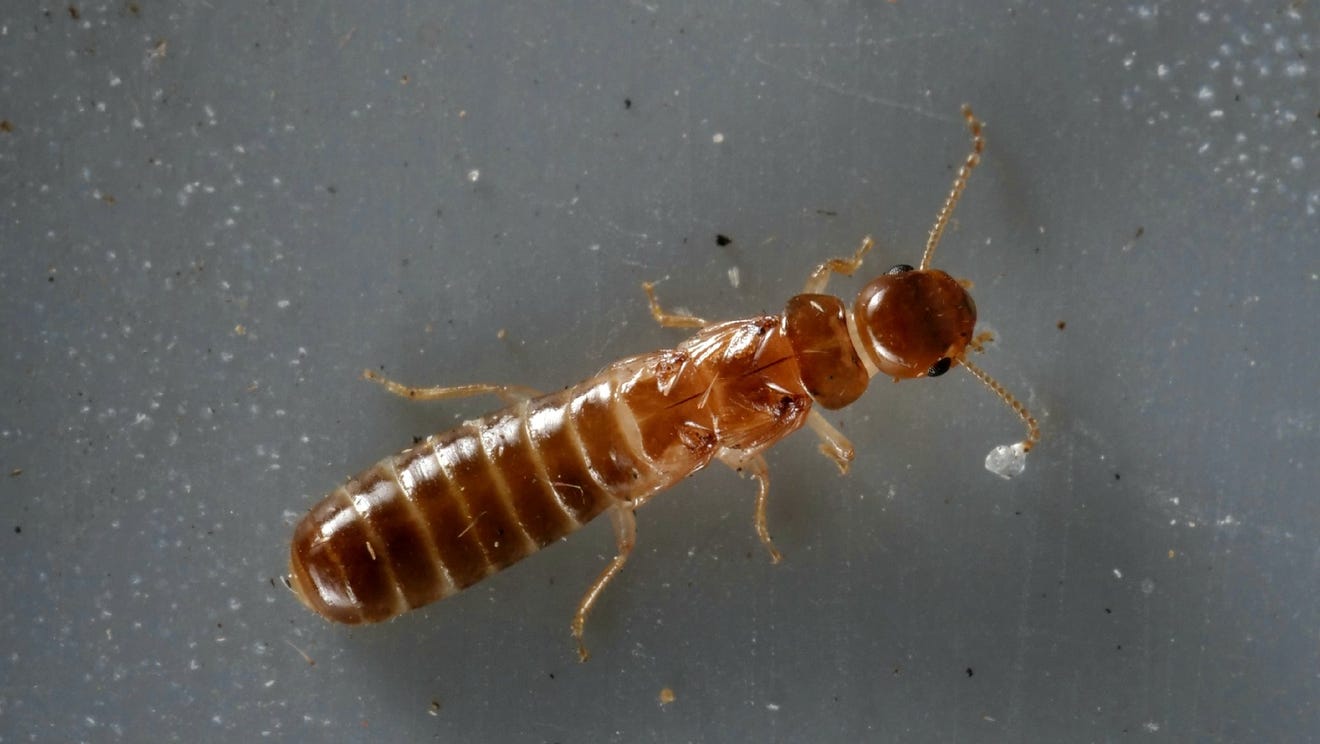 termite-swarm-season-florida-drywood-formosan-spread-rapidly-treasure