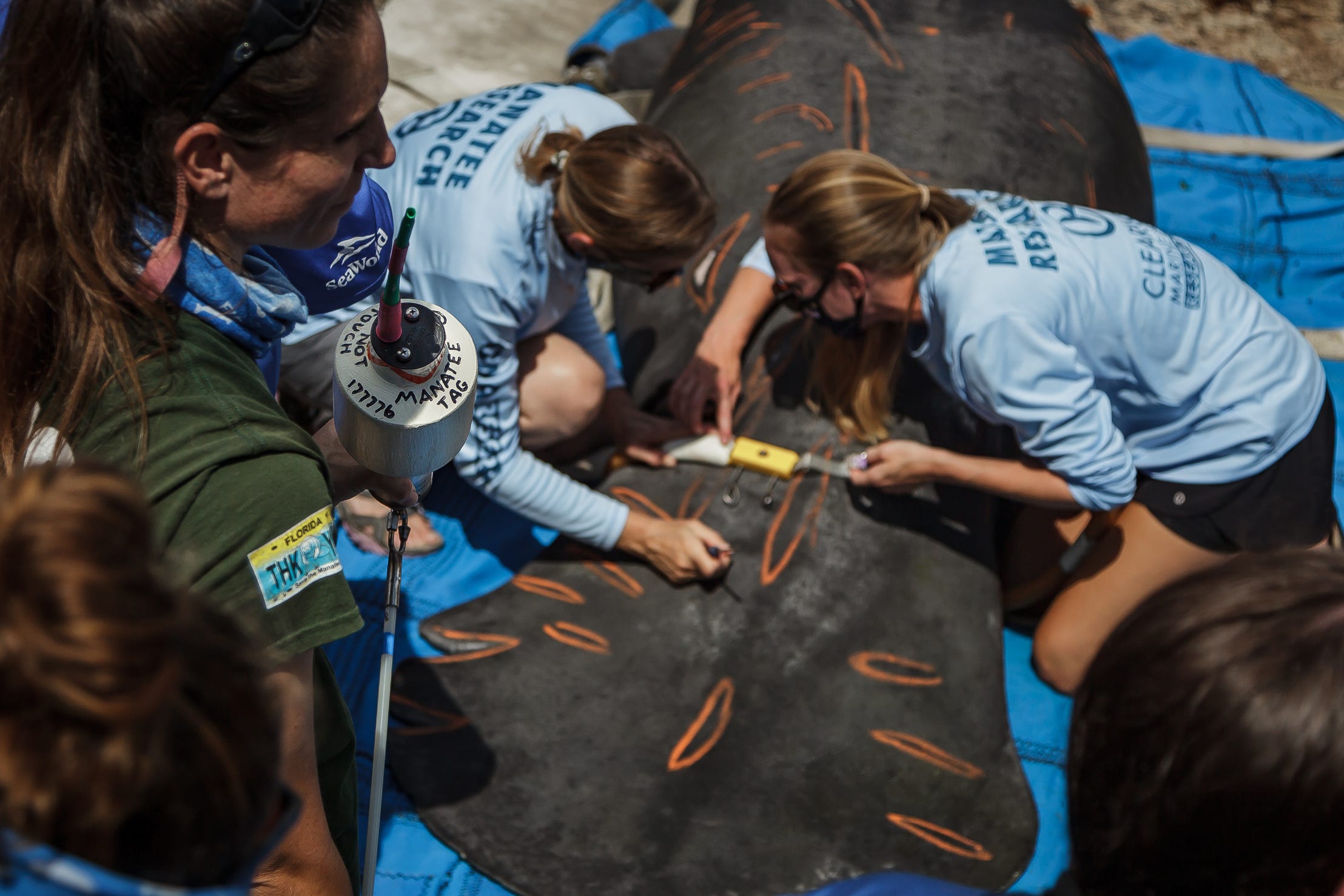 Chessie The Manatee Was Released After Being Nursed Back To Health