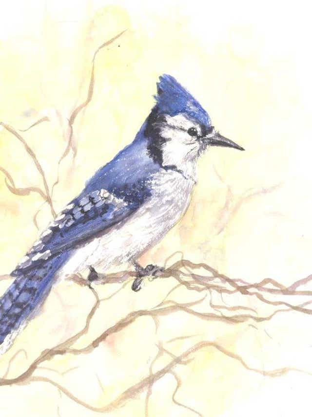 Nature Journal Blue Jays Raid Nests Of Other Birds Devouring Eggs