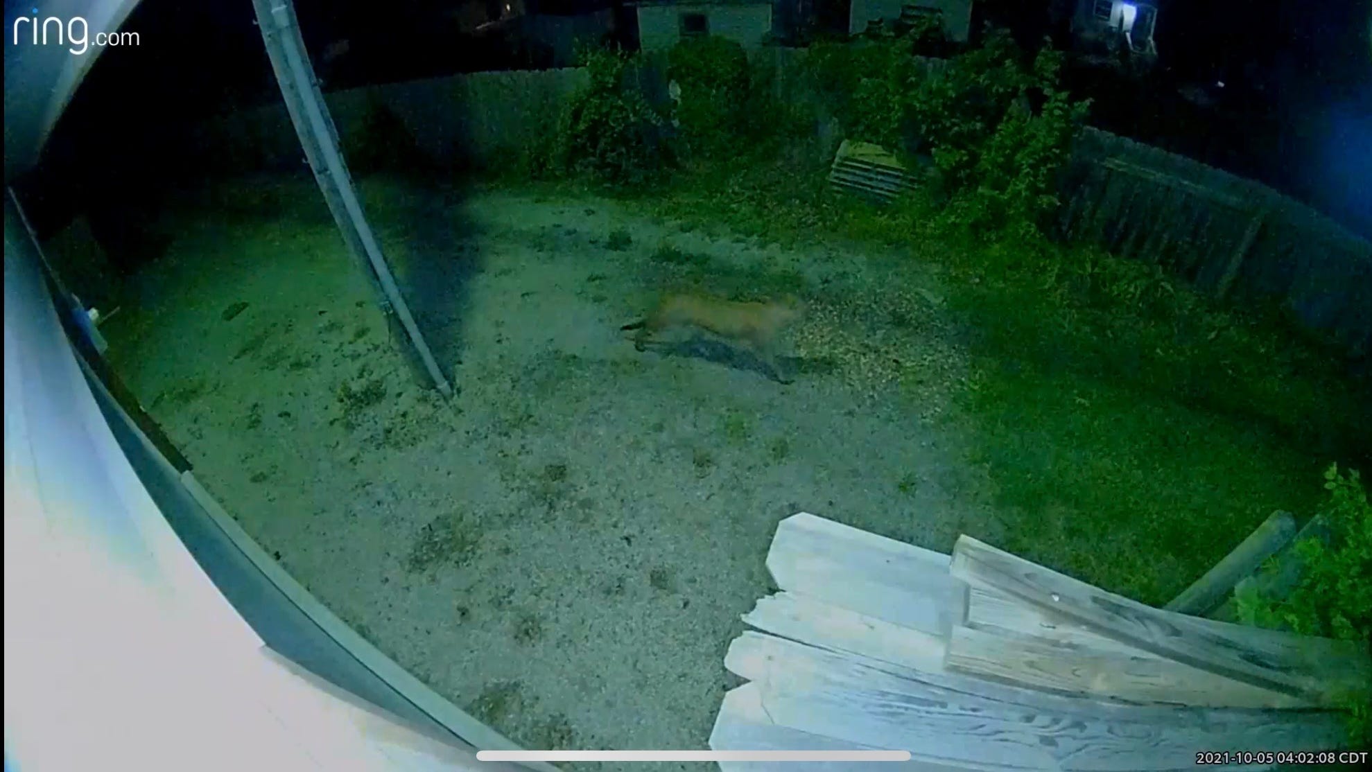 Kansas sees first confirmed appearance of mountain lion in a city