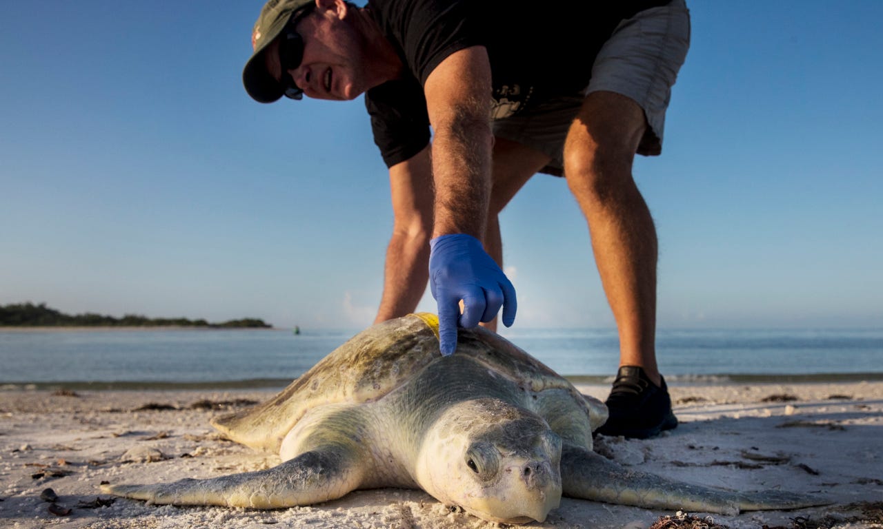 Breathing red tide toxins can cause neurological symptoms | Study