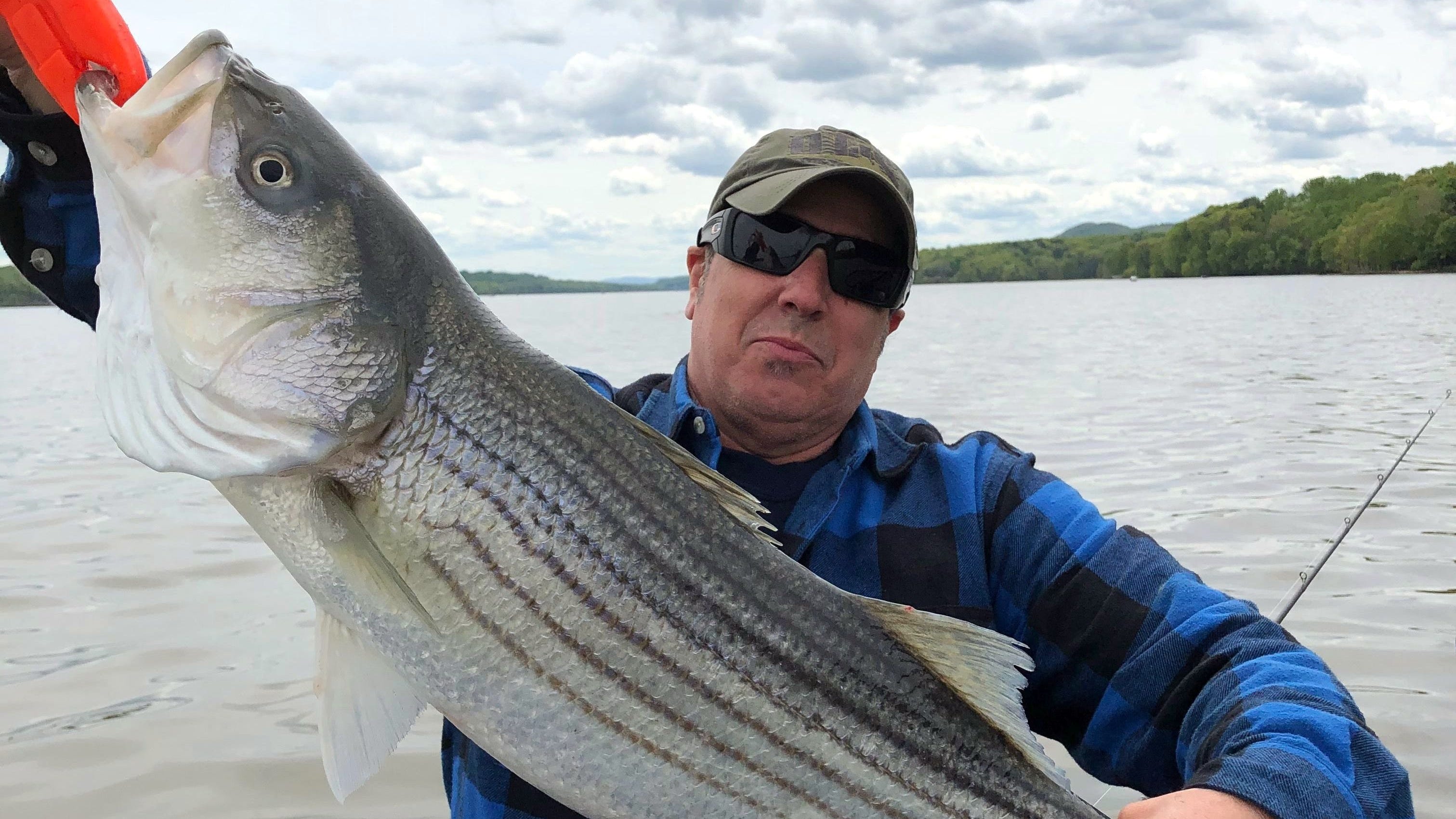 Striped bass season on Hudson River heating up.
