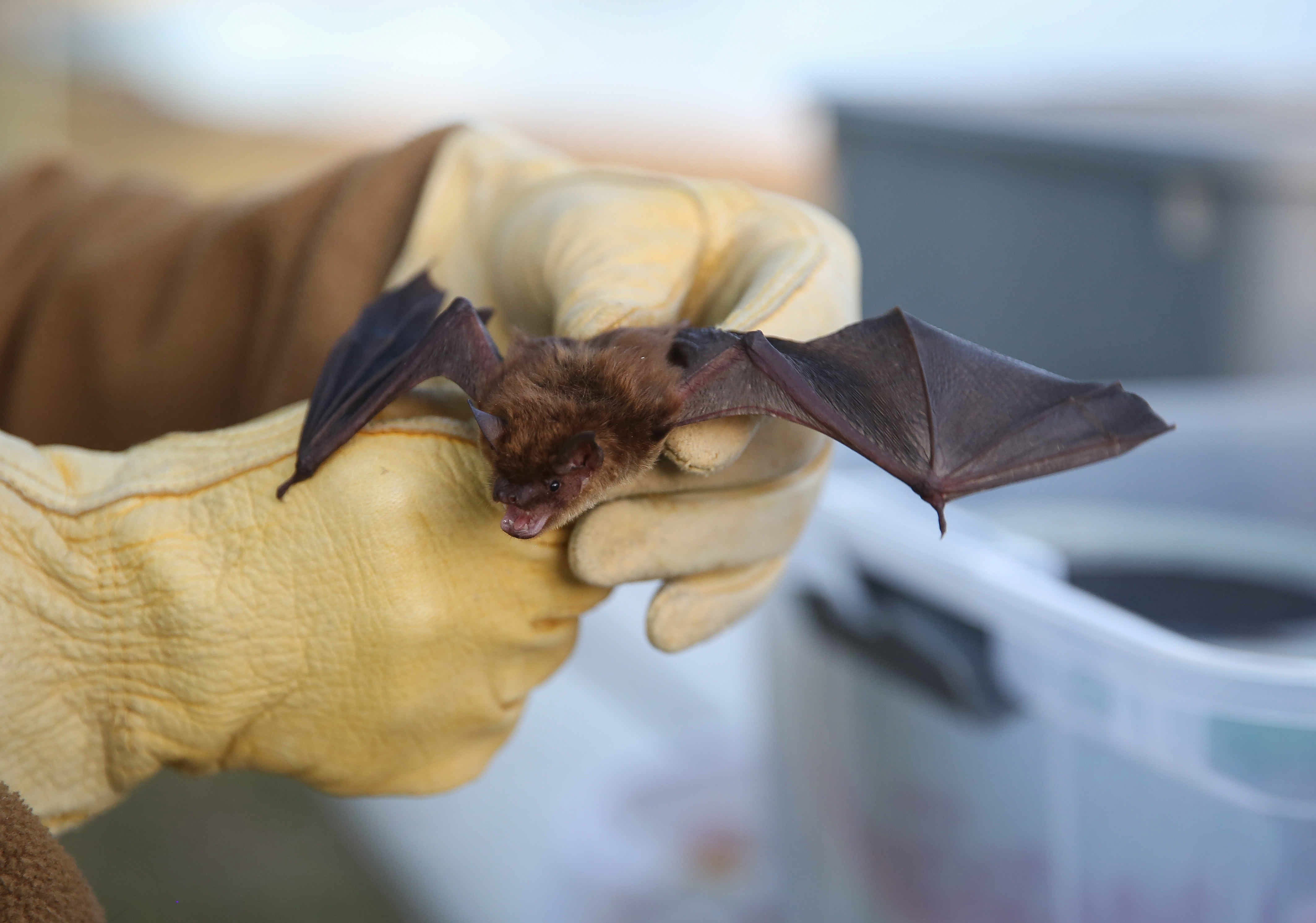 Iowa bats stuck in COVID lockdown, released to wild in Des Moines