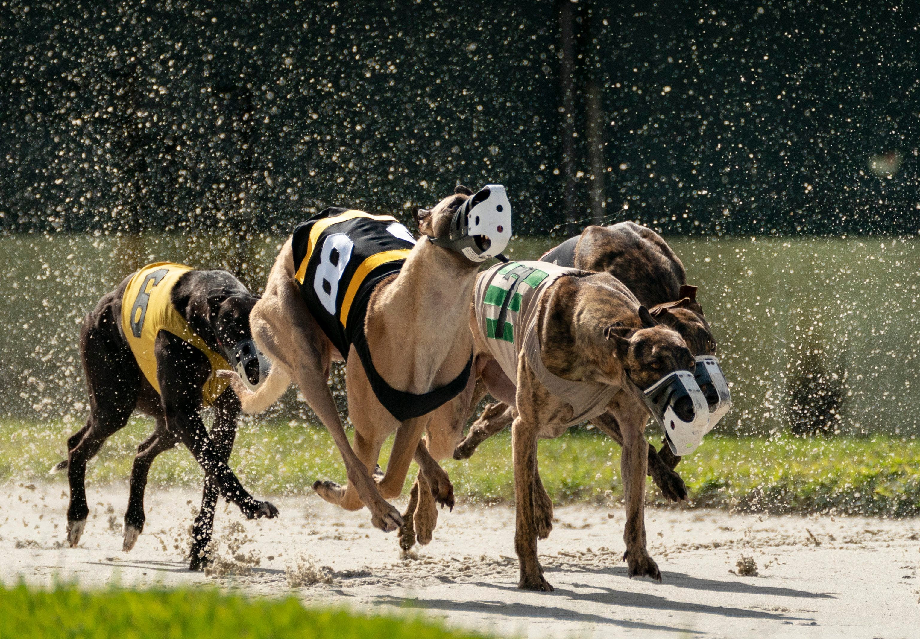 do greyhounds make good therapy dogs