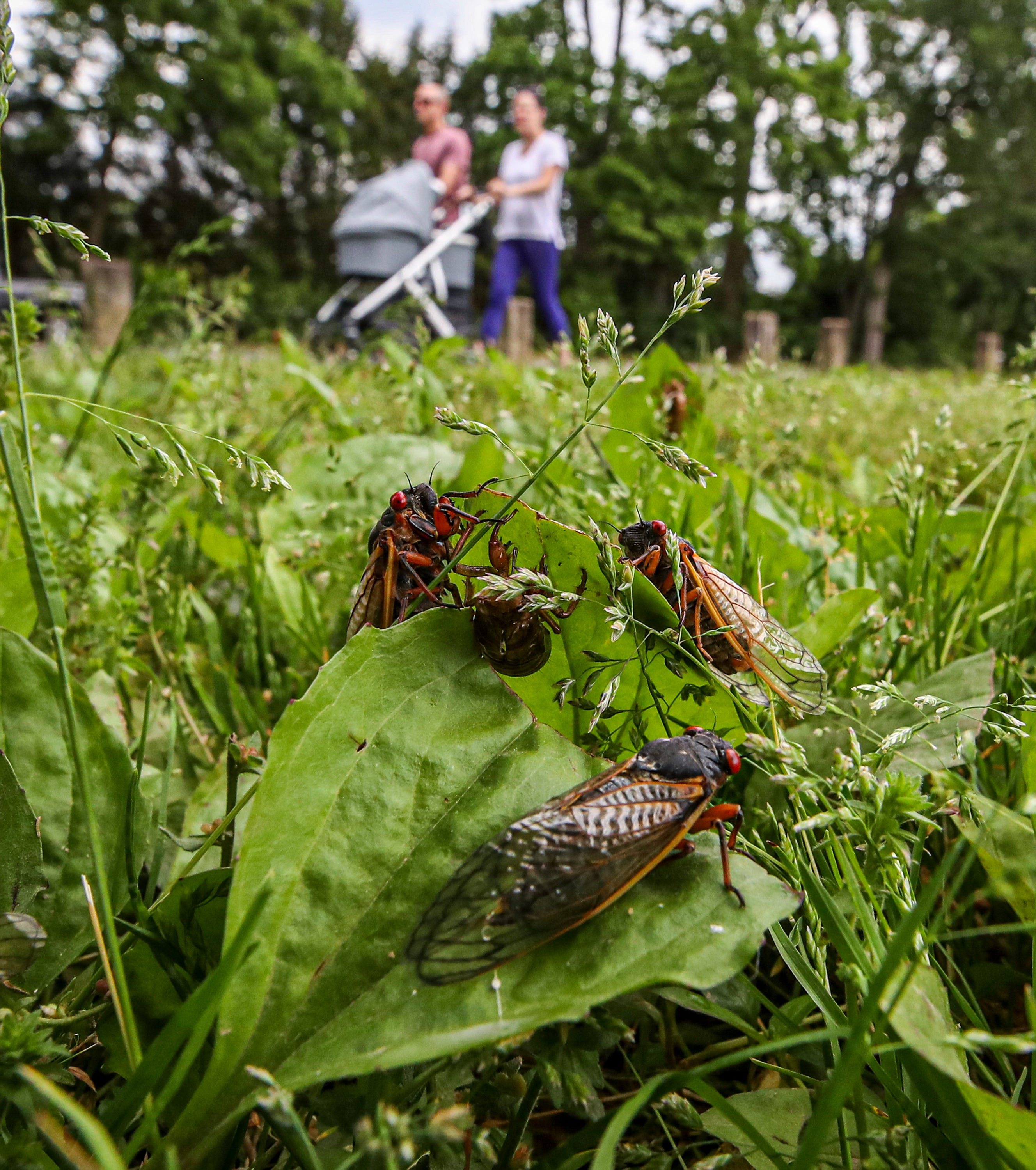 How long will cicadas be here? Your Brood X questions answered