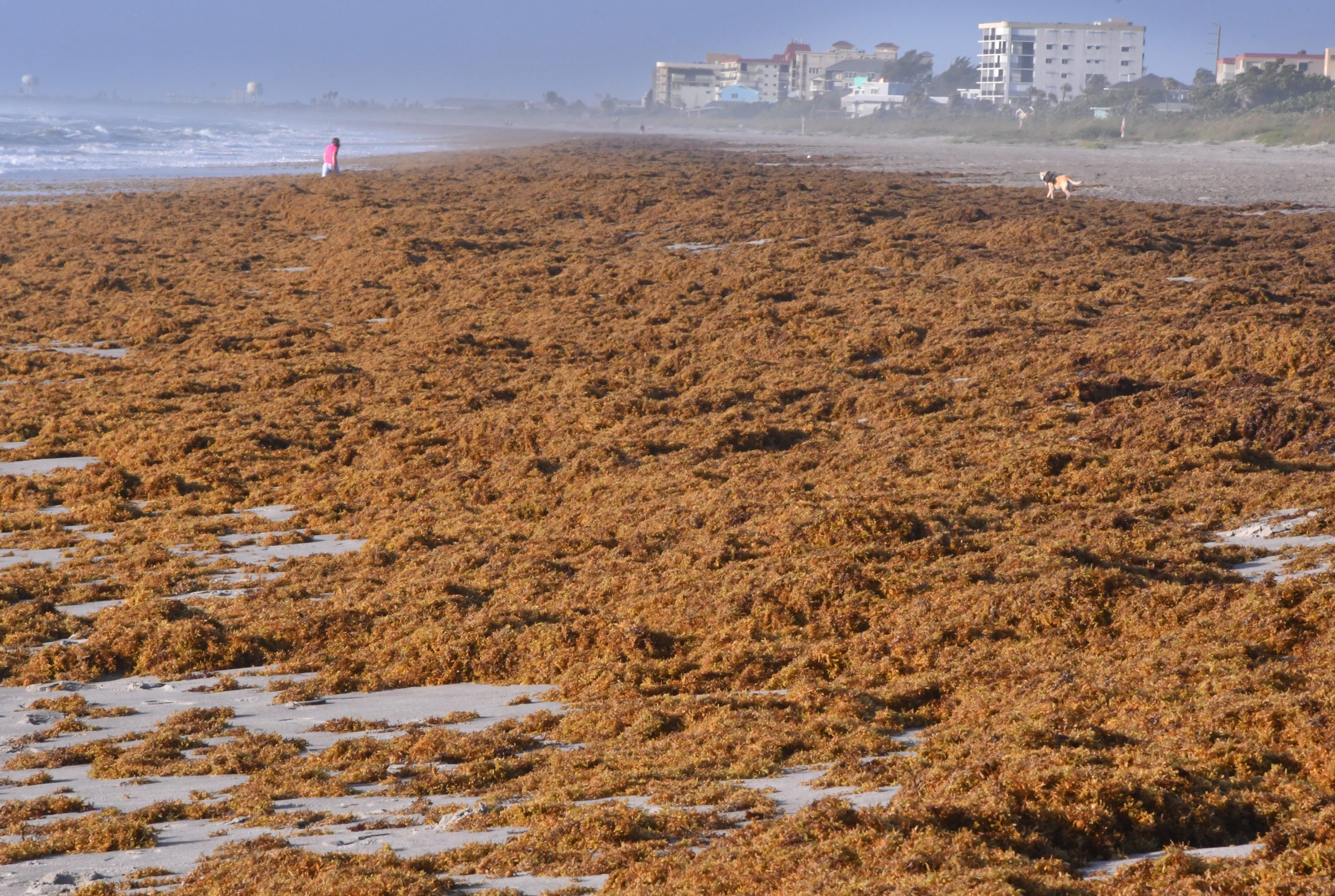 Sargassum is the weed of the sea and it's coming to Florida