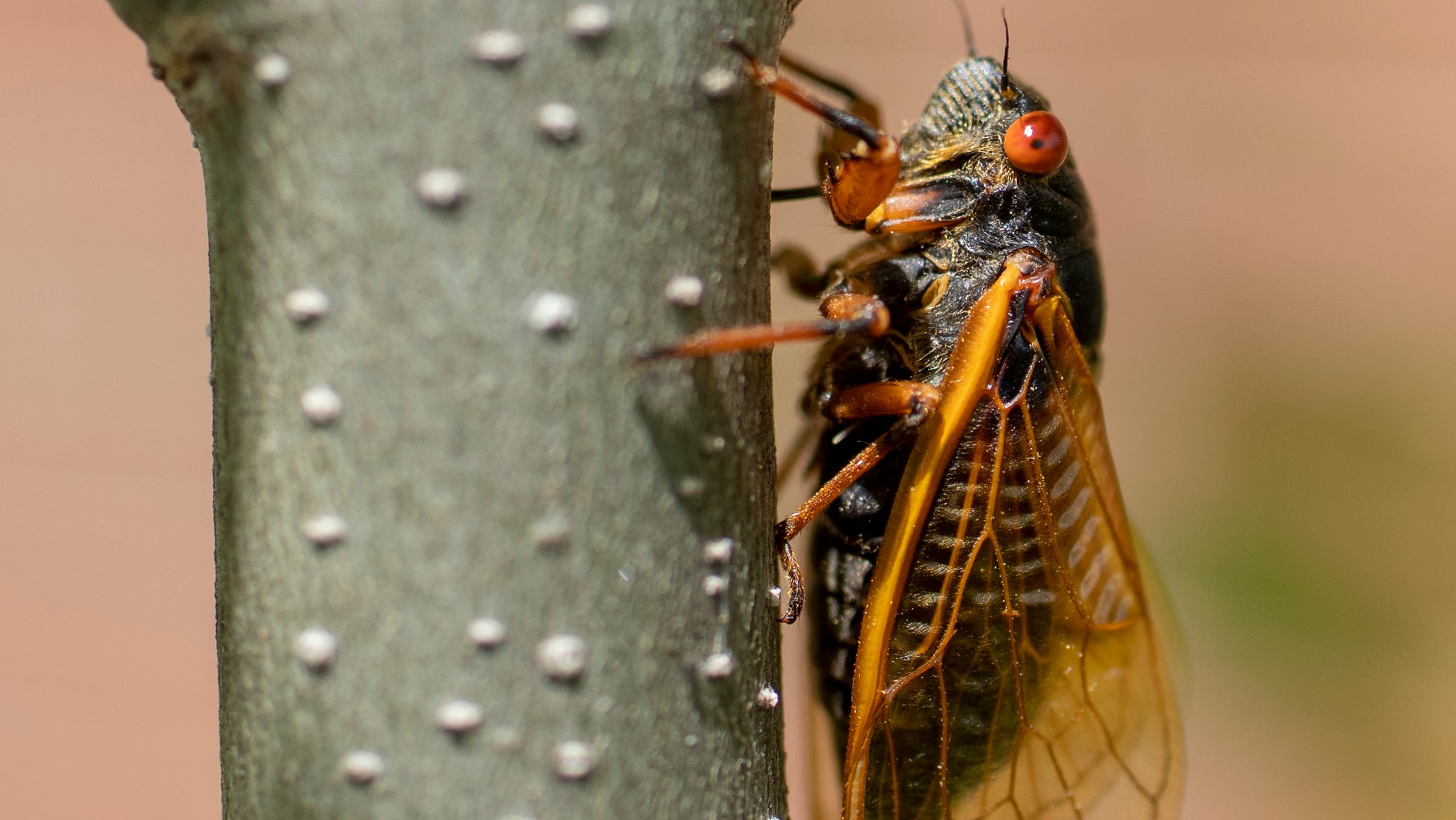 The cicadas are here Brood X emerges in Central Indiana