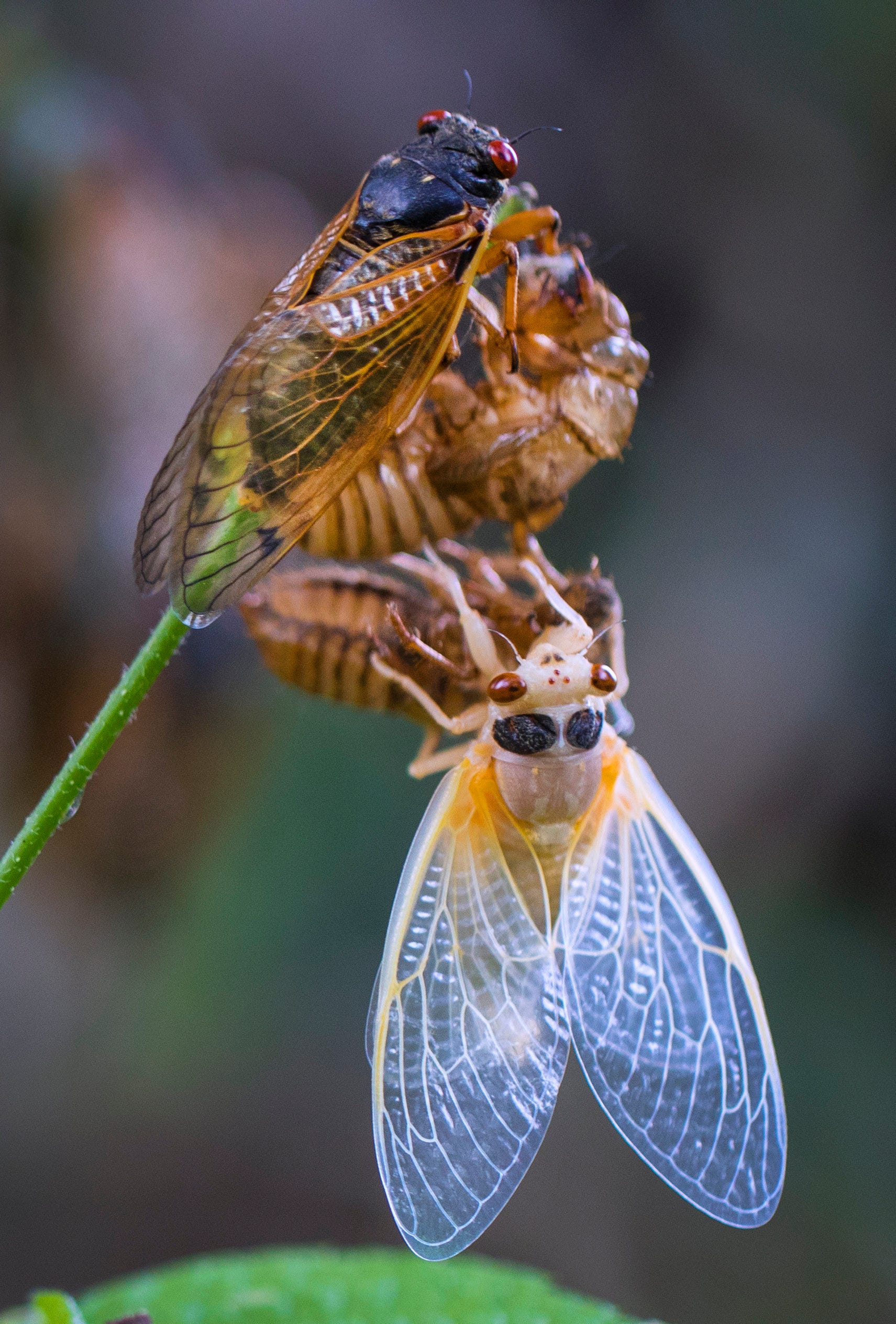 Brood X cicadas have emerged in Cincinnati; what to expect