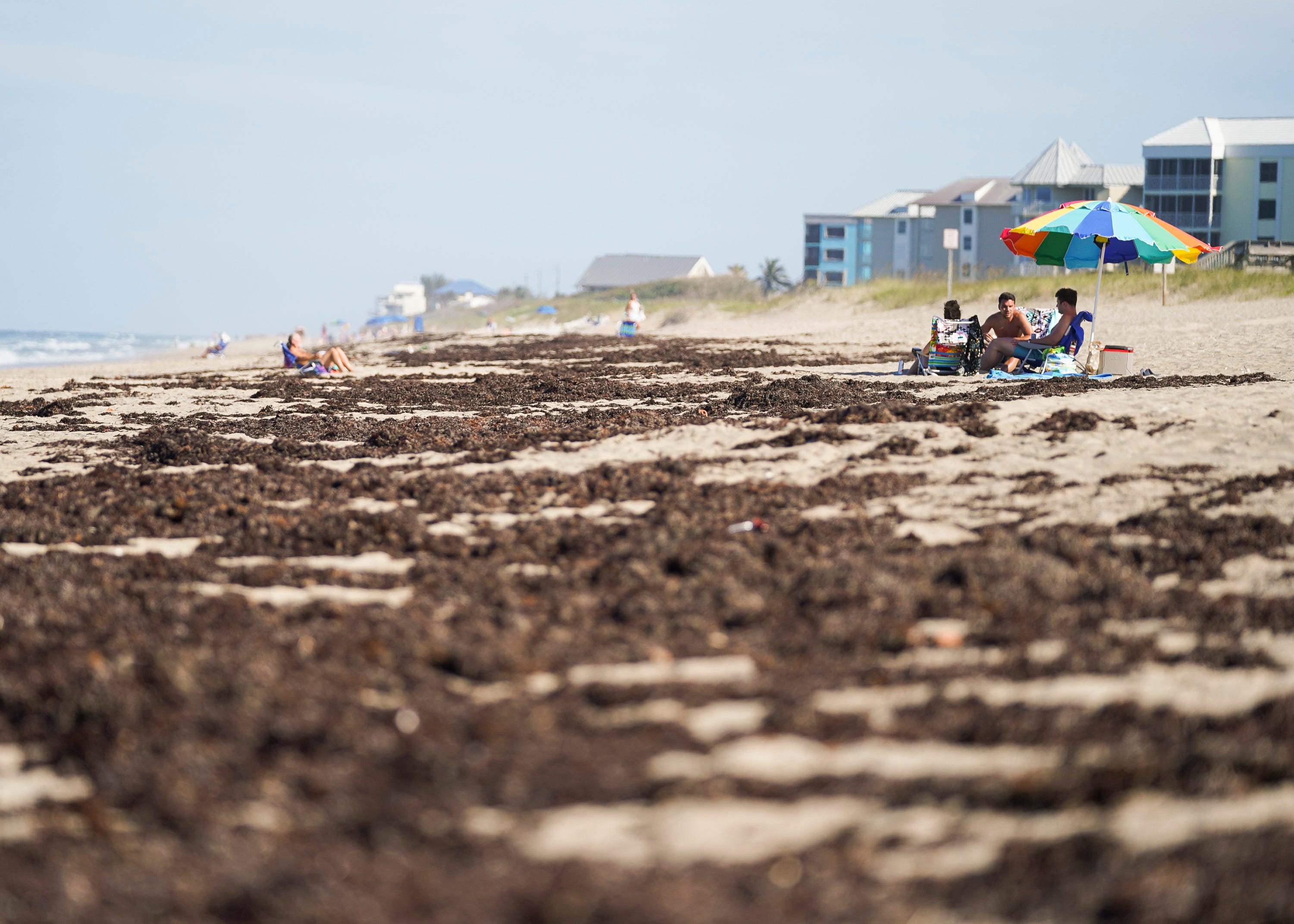 Seaweed plagues Florida beaches. 10 things to know about the algae