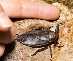 research on water bug