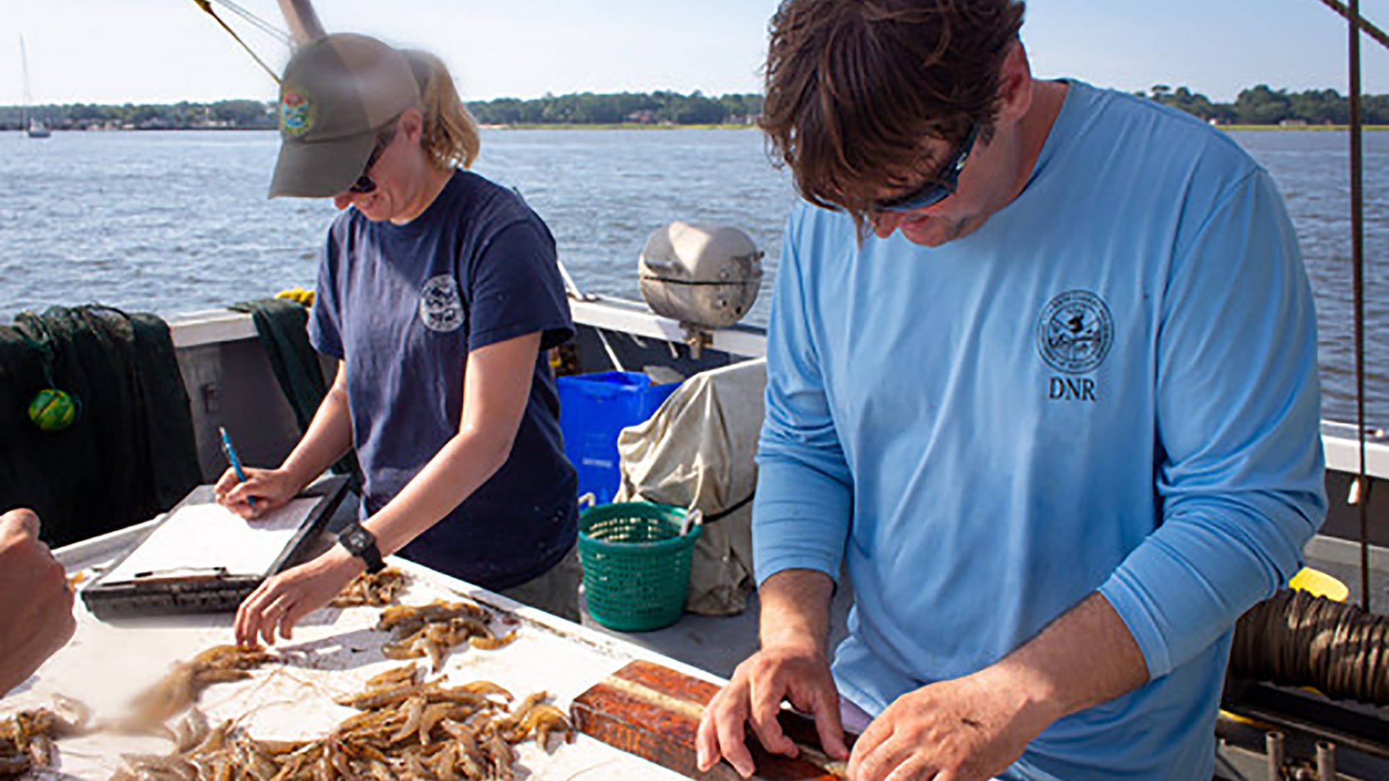Shrimp season begins in South Carolina