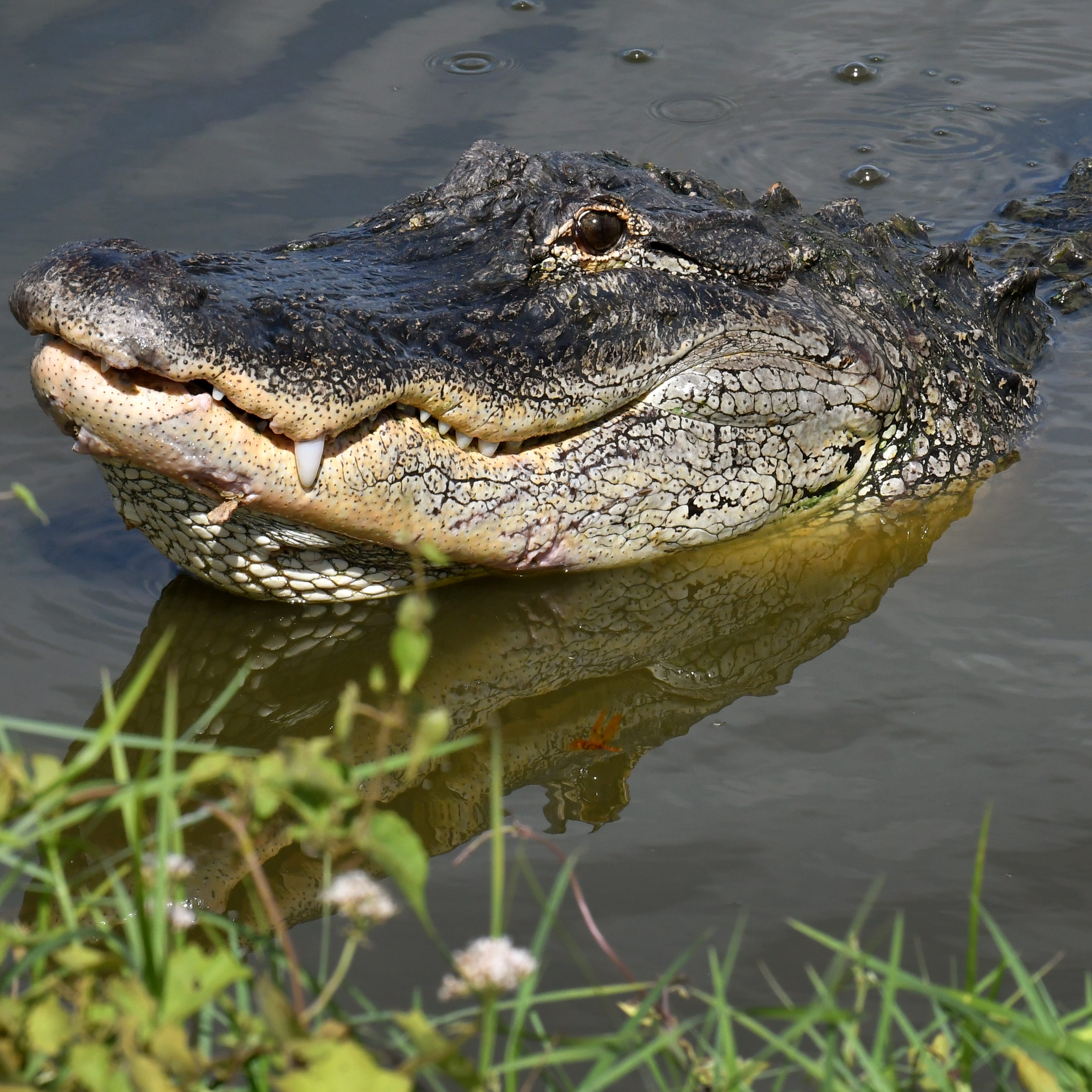 One of several alligators to be seen along the 2-mile loop around the Ritch Grissom Memorial Wetlands at the western end of Wickham Road in Viera. This bird watcher and wildlife area is currently closed to vehicles, but is open to pedestrians and those on bicycles.