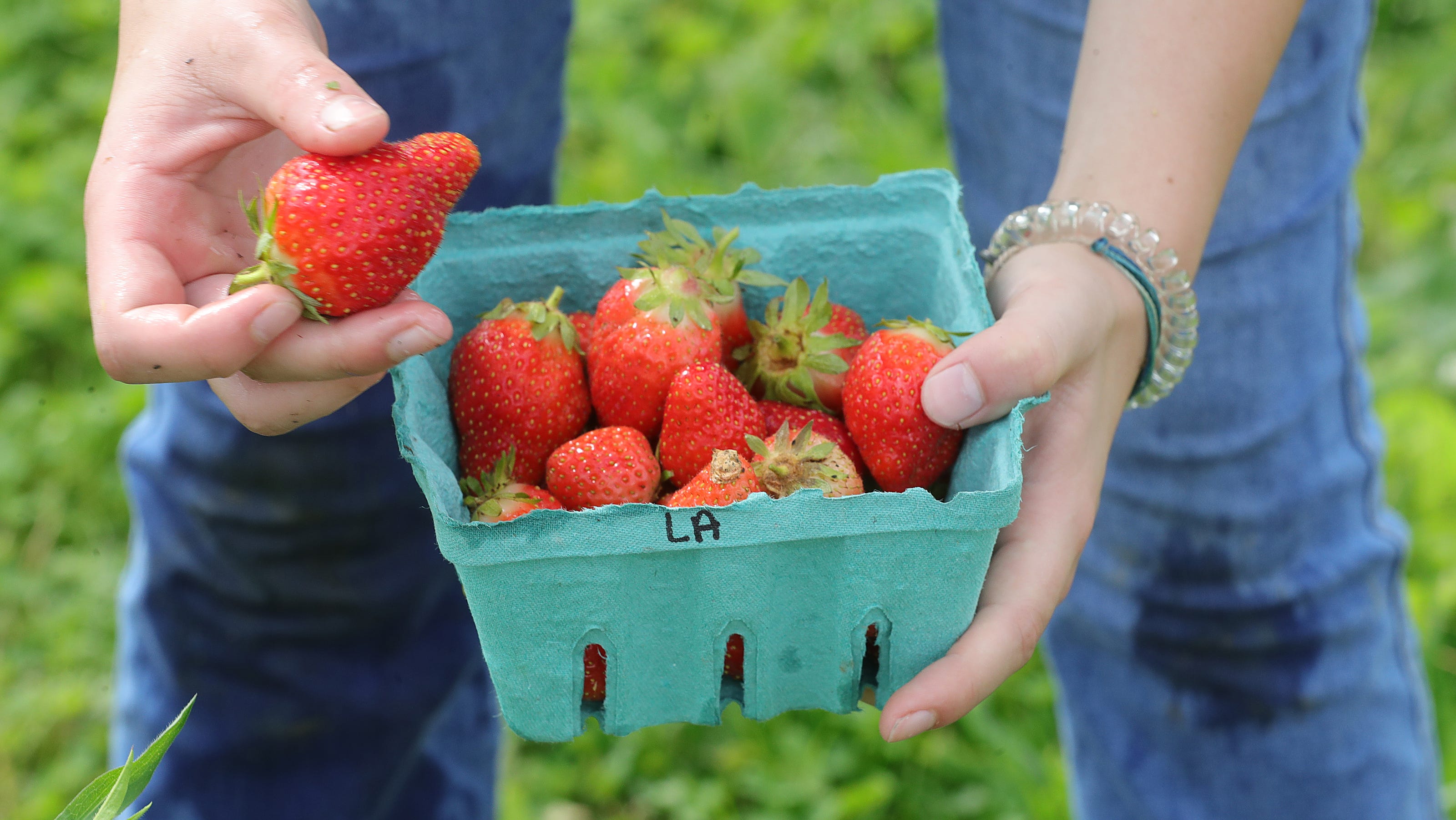 Where to pick strawberries in Northeast Ohio
