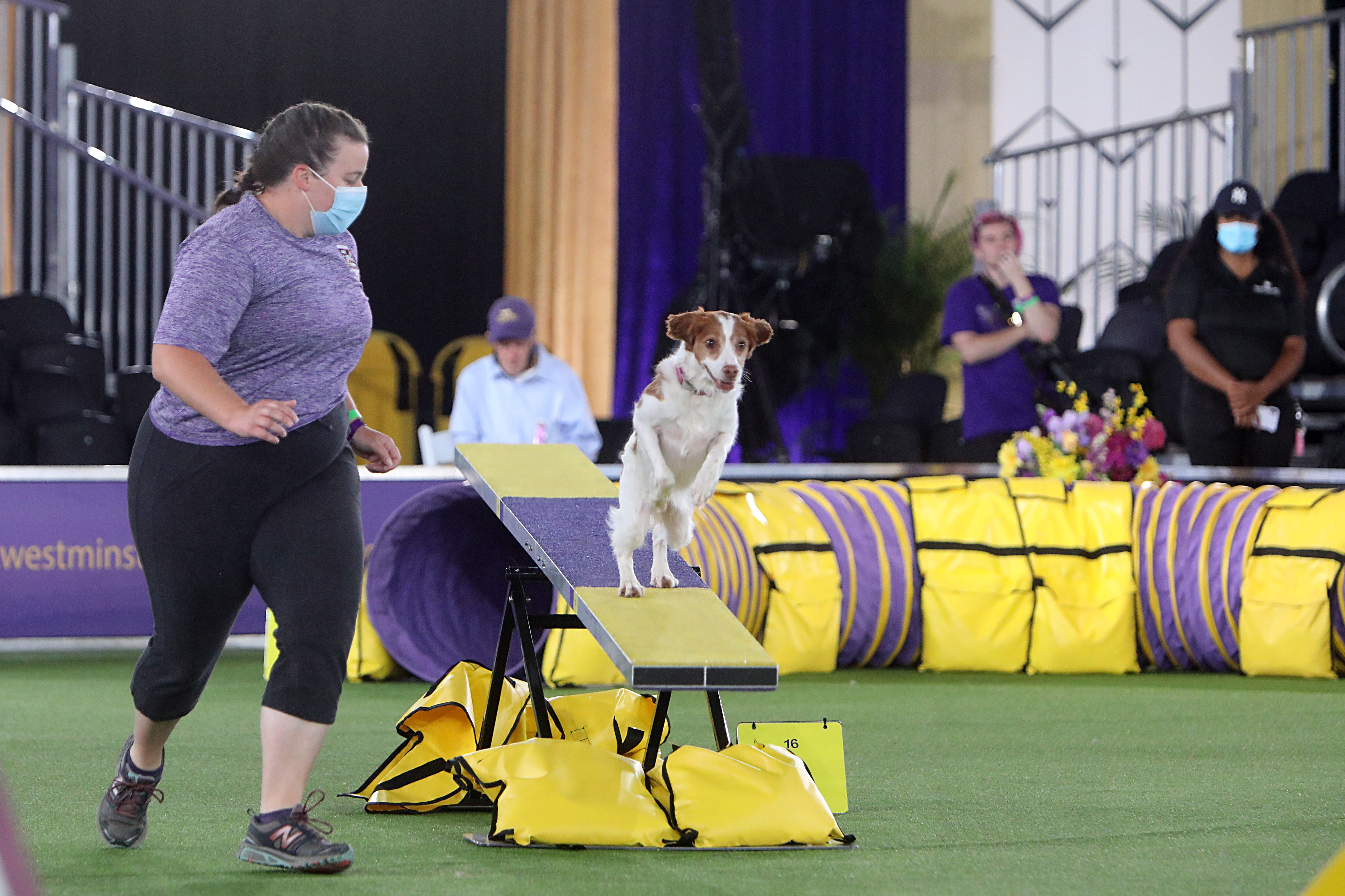 2021Westminster Kennel Club Dog Show begins with Master's Agility