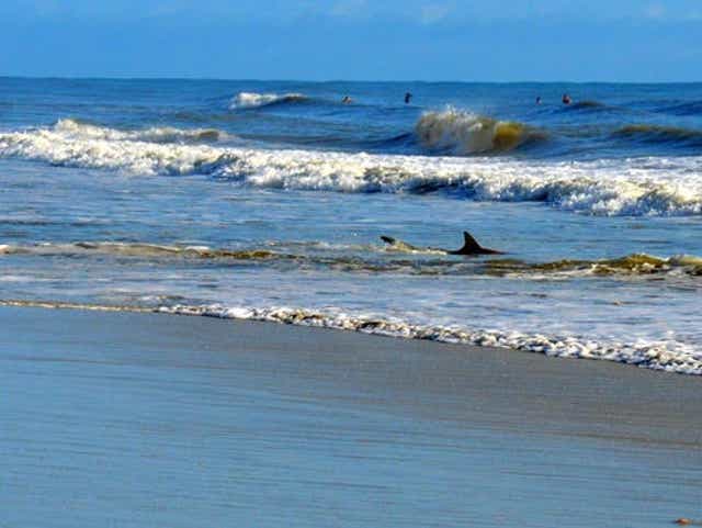 Sharks Bite 2 In Water Off Florida Beach 4 So Far In Volusia County