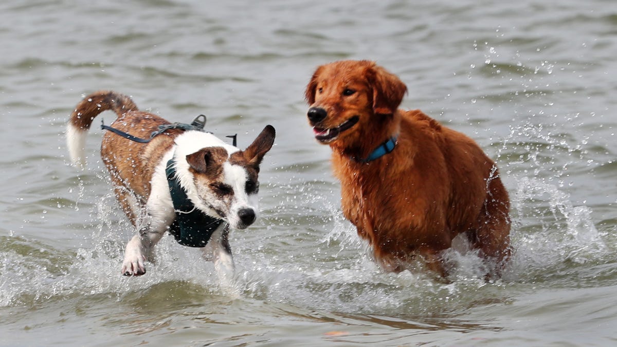 Smyrna Dunes Park is one of Volusia County's two dog-friendly beaches