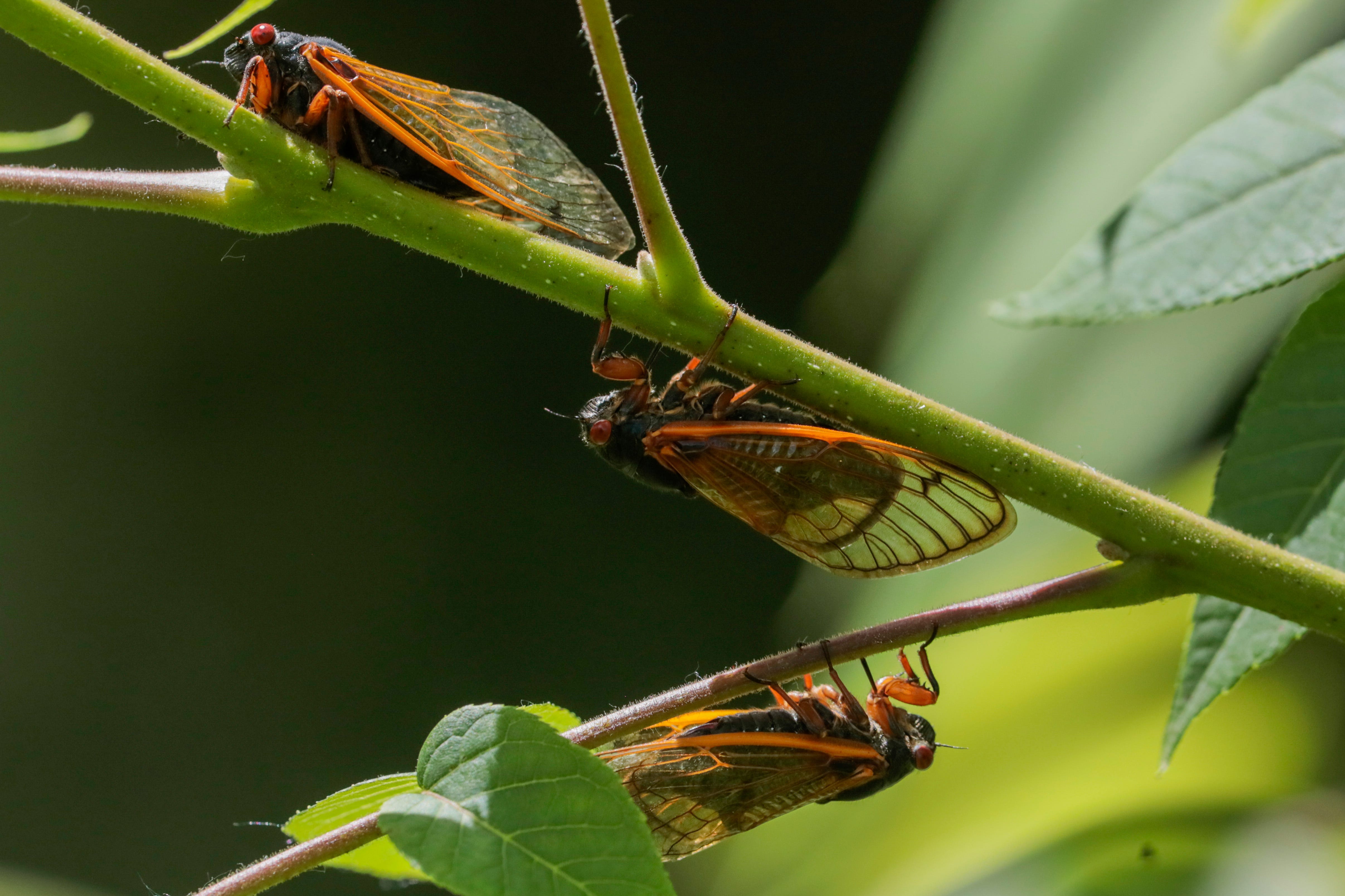Missouri's big brood of cicadas is snoozing until 2024