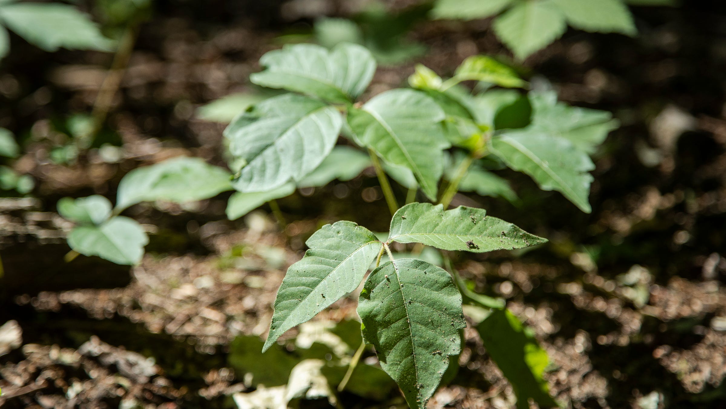 Poison ivy on the rise: What it looks like, how to avoid rash