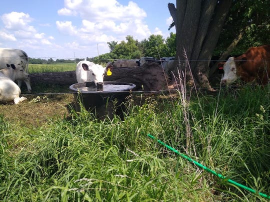 Providing a regular fresh water supply is also important for grazing success.