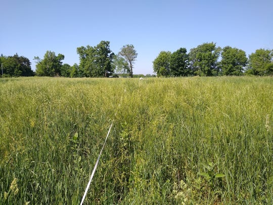 Despite grass growing over the fence, Rachel Bouressa isn’t concerned as she says the animals are trained to respect the fence even when the current isn’t on.