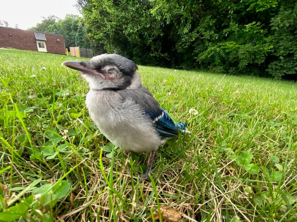 Mystery Illness Is Killing Birds In Pennsylvania And 9 Other States