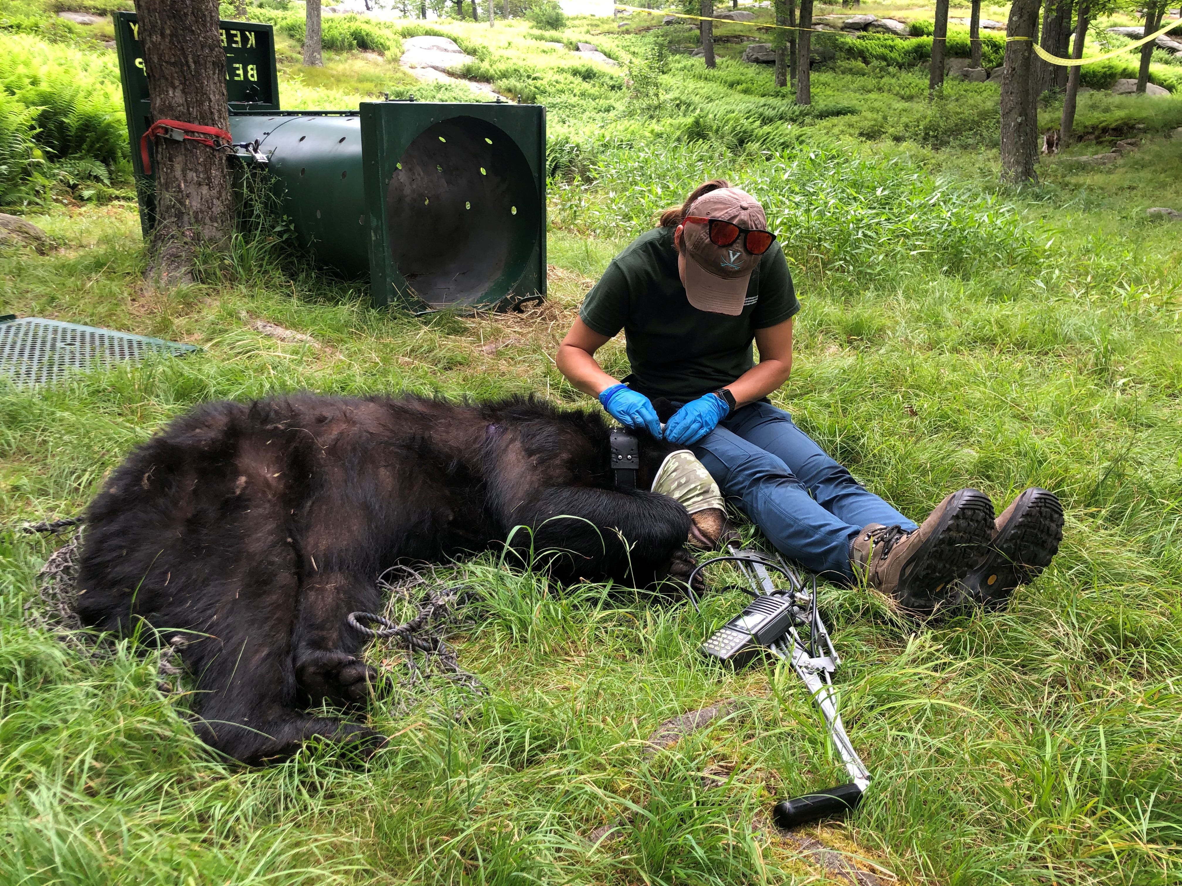 Want To Know About Black Bears In Pennsylvania? Check Out This Video