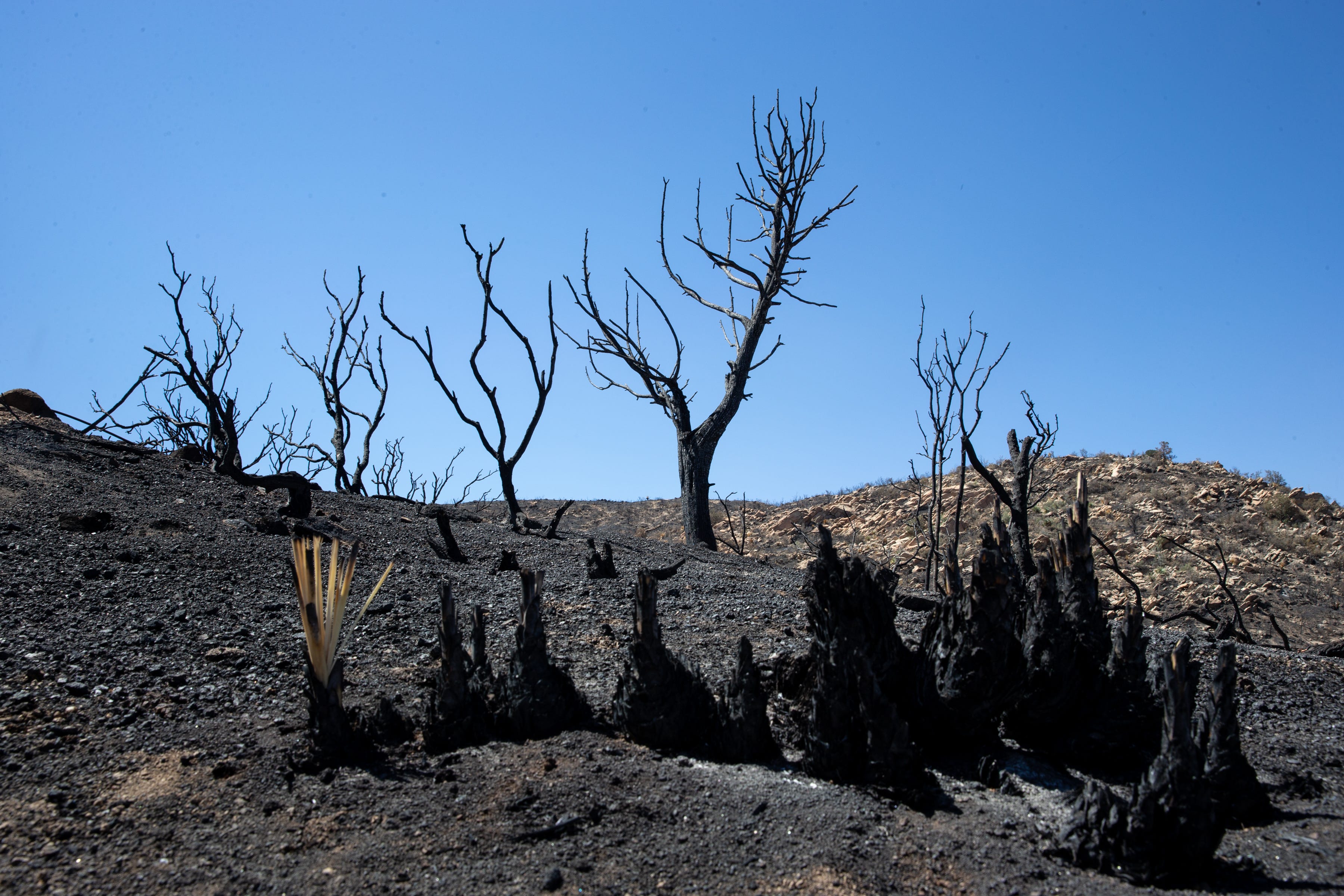 Photos Telegraph Fire Burns In Tonto National Forest   9724a291 2263 495c 9640 955d70d55f05 Telegraph Fire002 