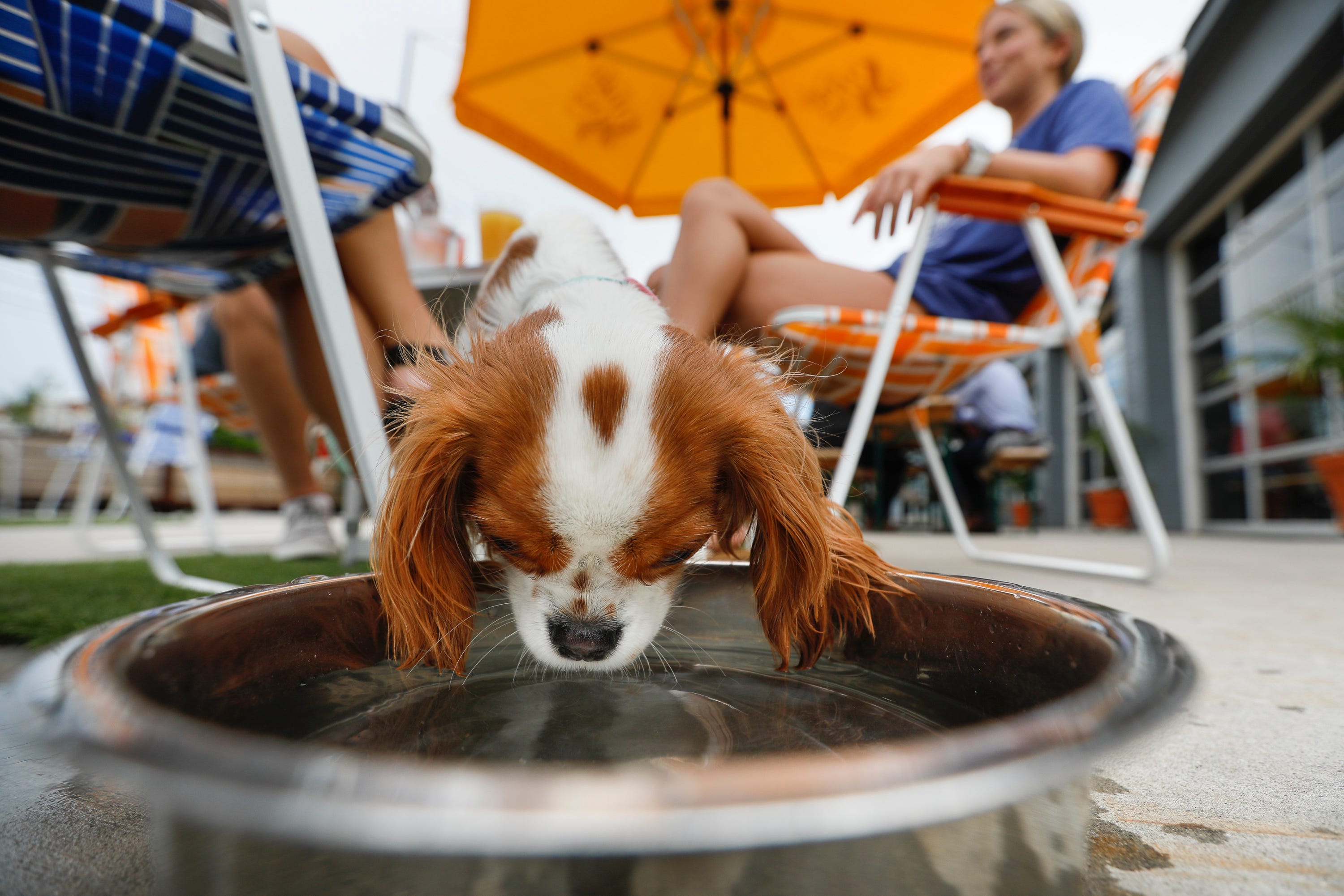 dog friendly gay bars columbus oh