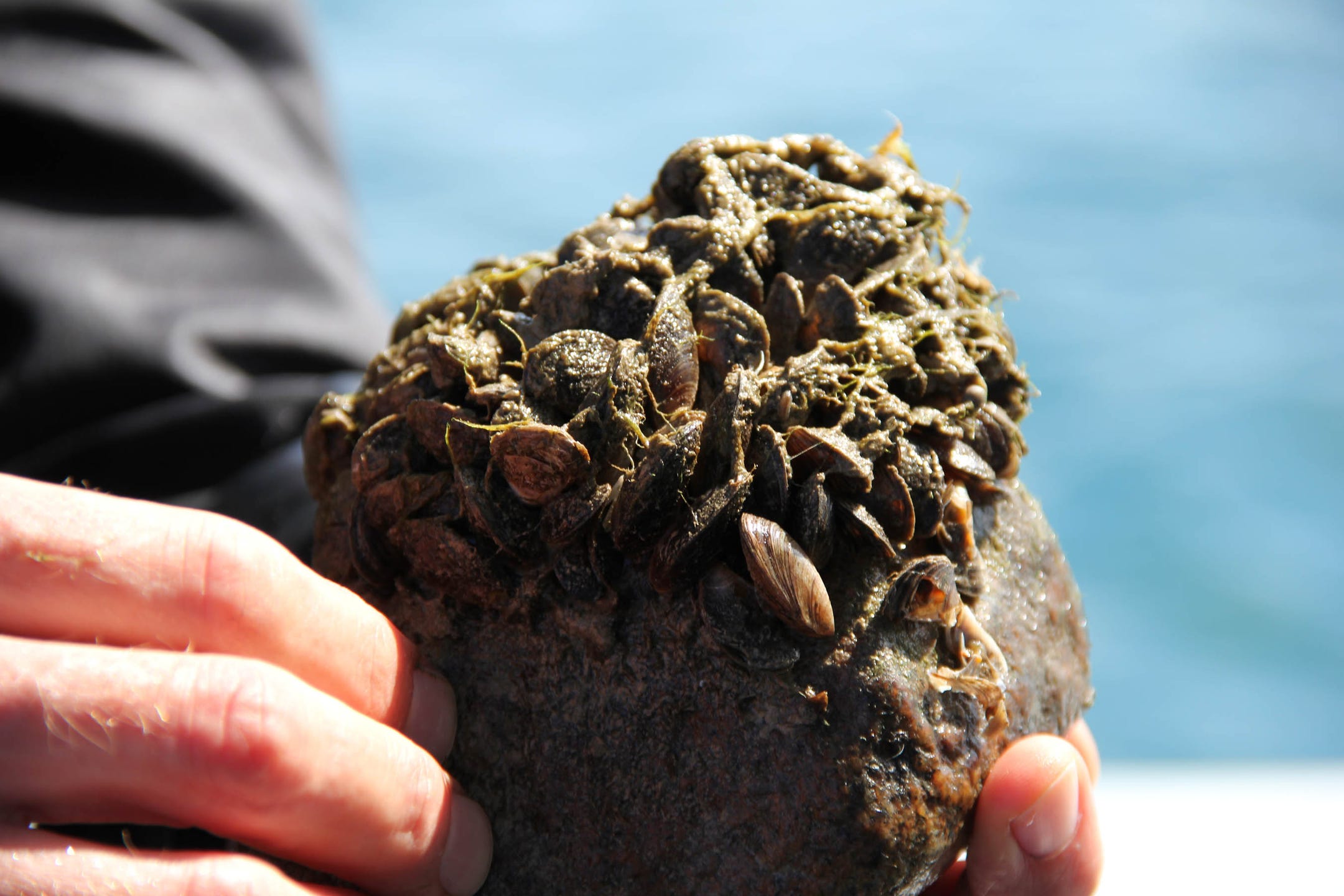 Moss Balls and Zebra Mussels - Great Lakes Research and Education