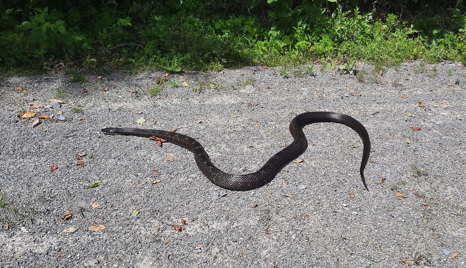 Snakes In Pa How To Tell If They Re Venomous And What To Do If Bitten